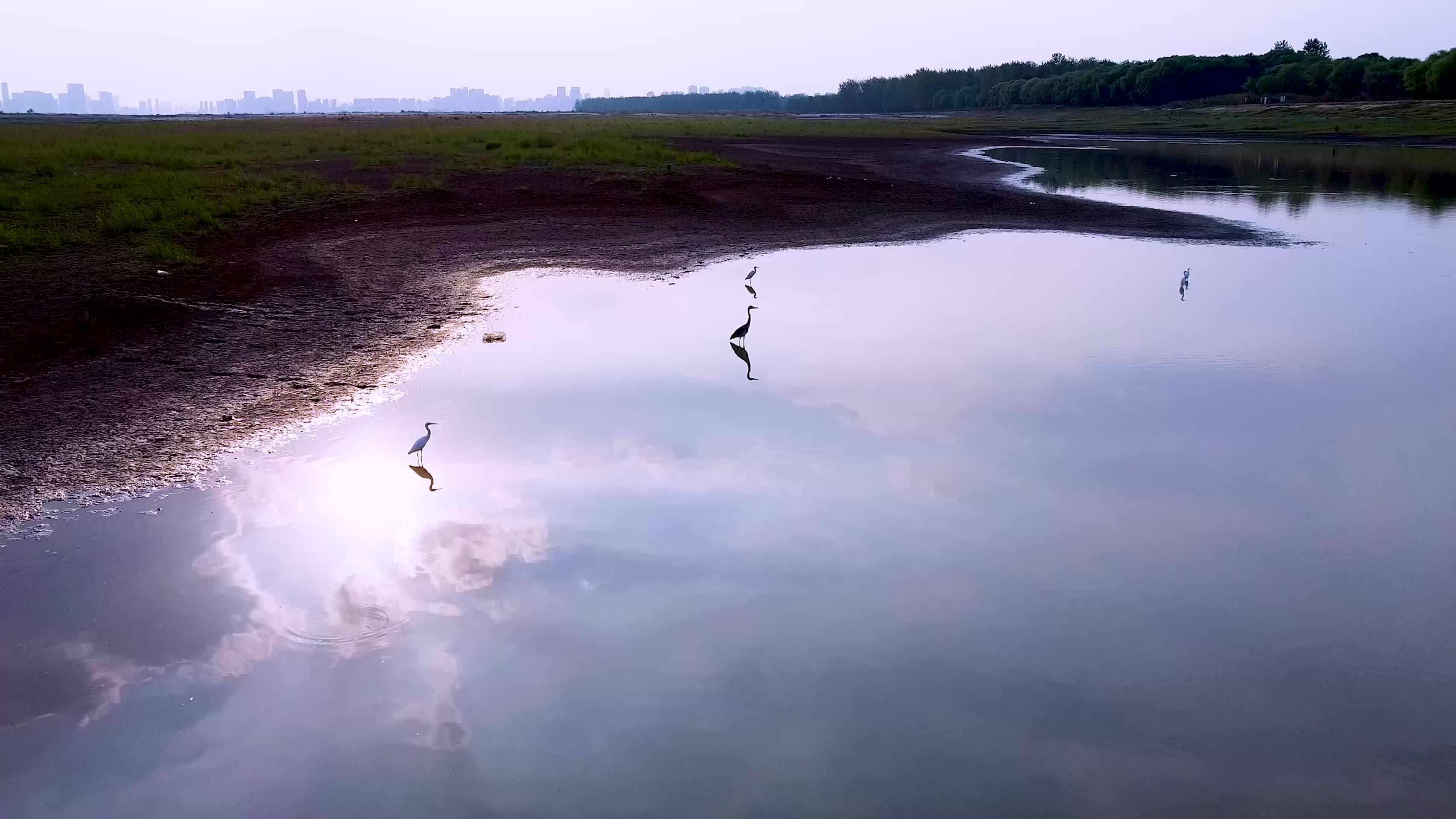 武汉洪山区天兴洲滩涂白鹭4K航拍视频视频的预览图