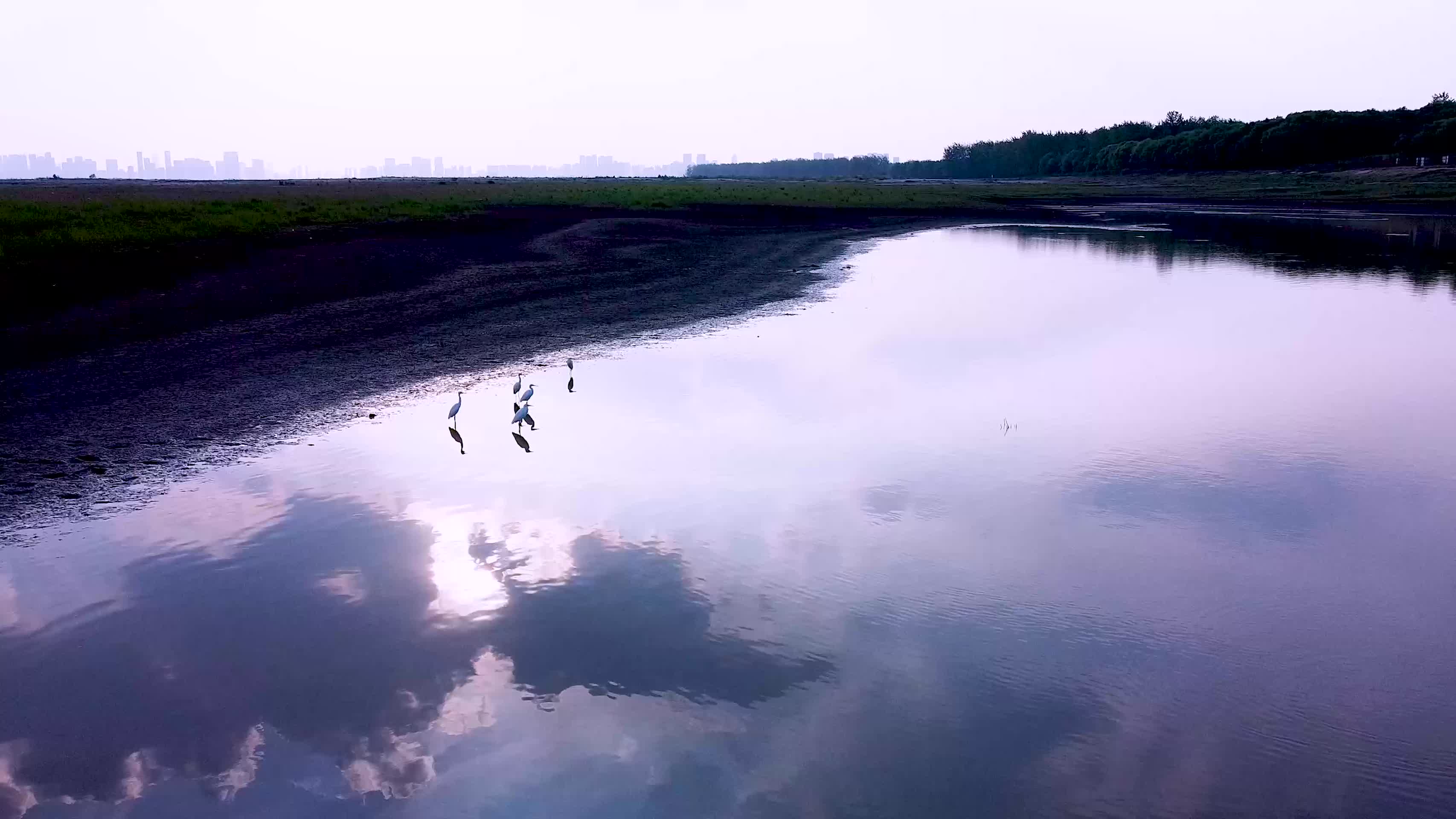 武汉洪山区天兴洲滩涂白鹭4K航拍视频视频的预览图