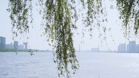 柳树河边沅江常德诗墙公园杨柳叶枝逆光春风视频的预览图
