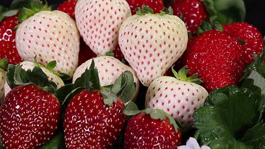 草莓红草莓白草莓科研捡种子空镜头视频的预览图