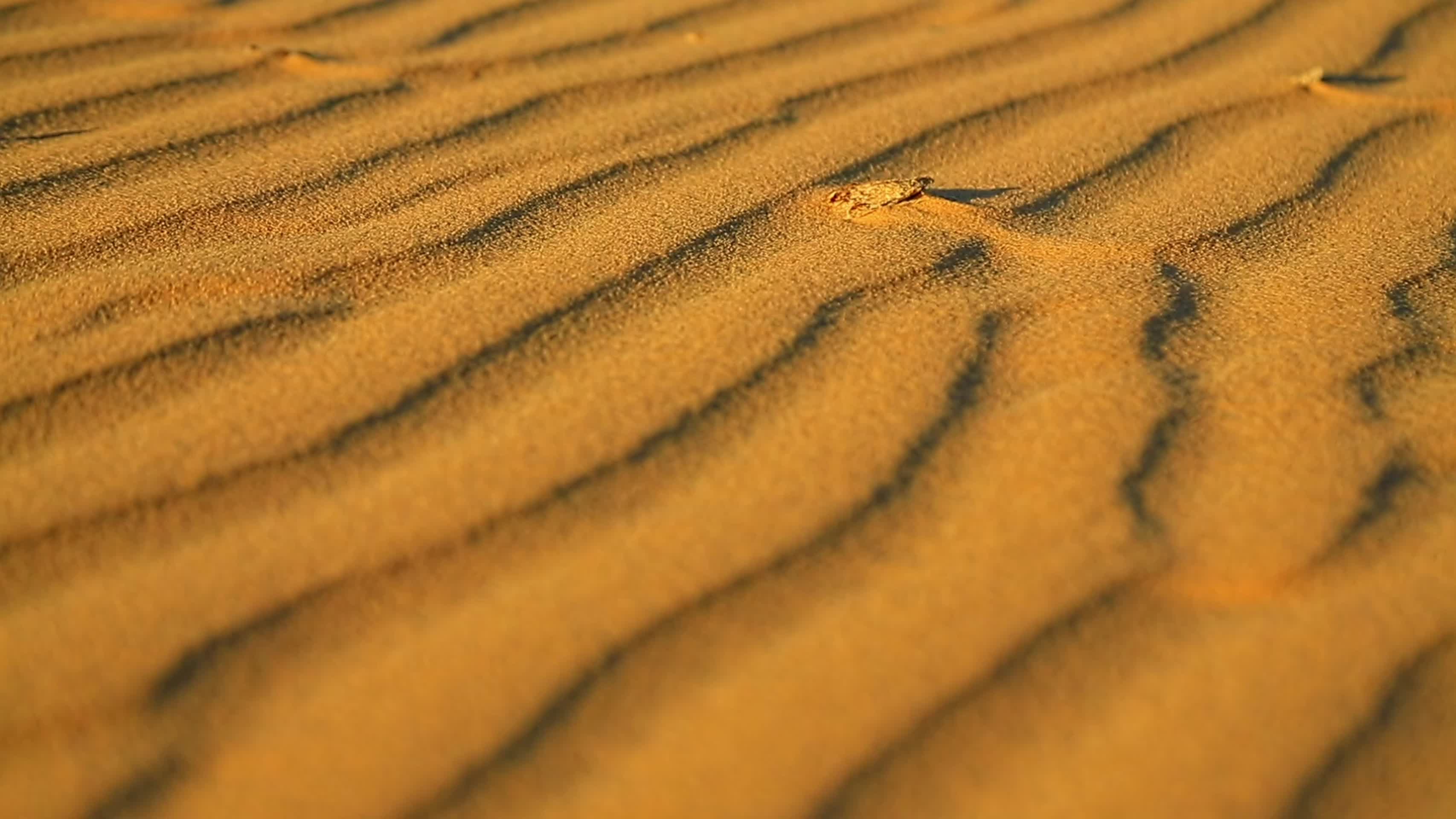 金色的撒哈拉沙漠视频的预览图