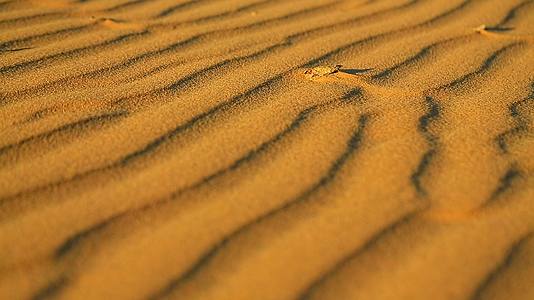 金色的撒哈拉沙漠视频的预览图