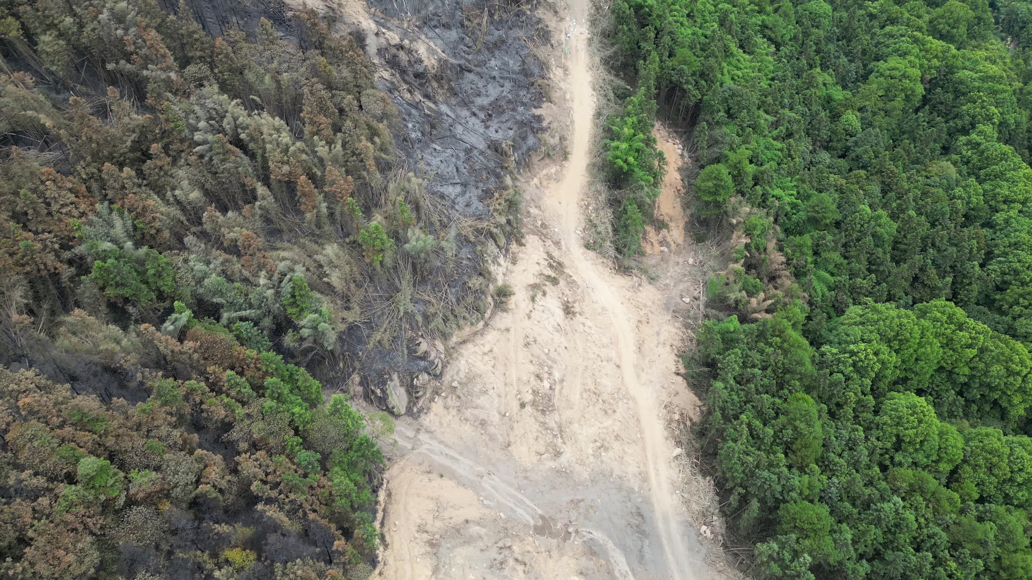 山火后的森林隔离带景象2022年8月重庆北碚缙云山视频的预览图