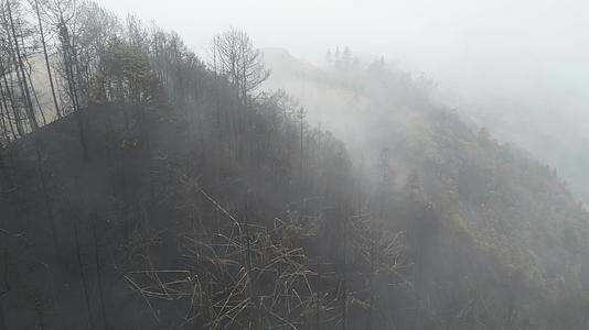 山火后云雾缭绕的森林自然景观重庆北碚缙云山视频的预览图