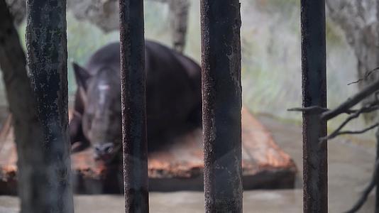 动物园里的貘貘食梦兽视频的预览图