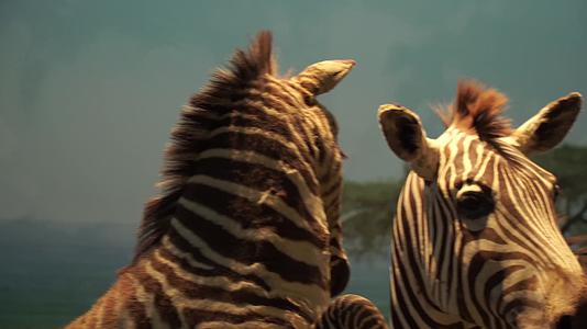 非洲斑马标本野生动物保护动物视频的预览图