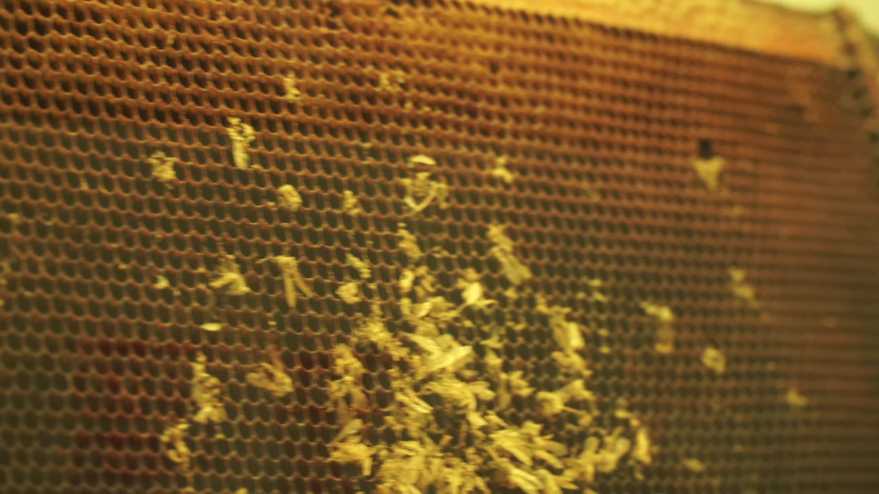 蜂窝蜂巢蜜蜂养蜂胡峰马蜂巢穴视频的预览图
