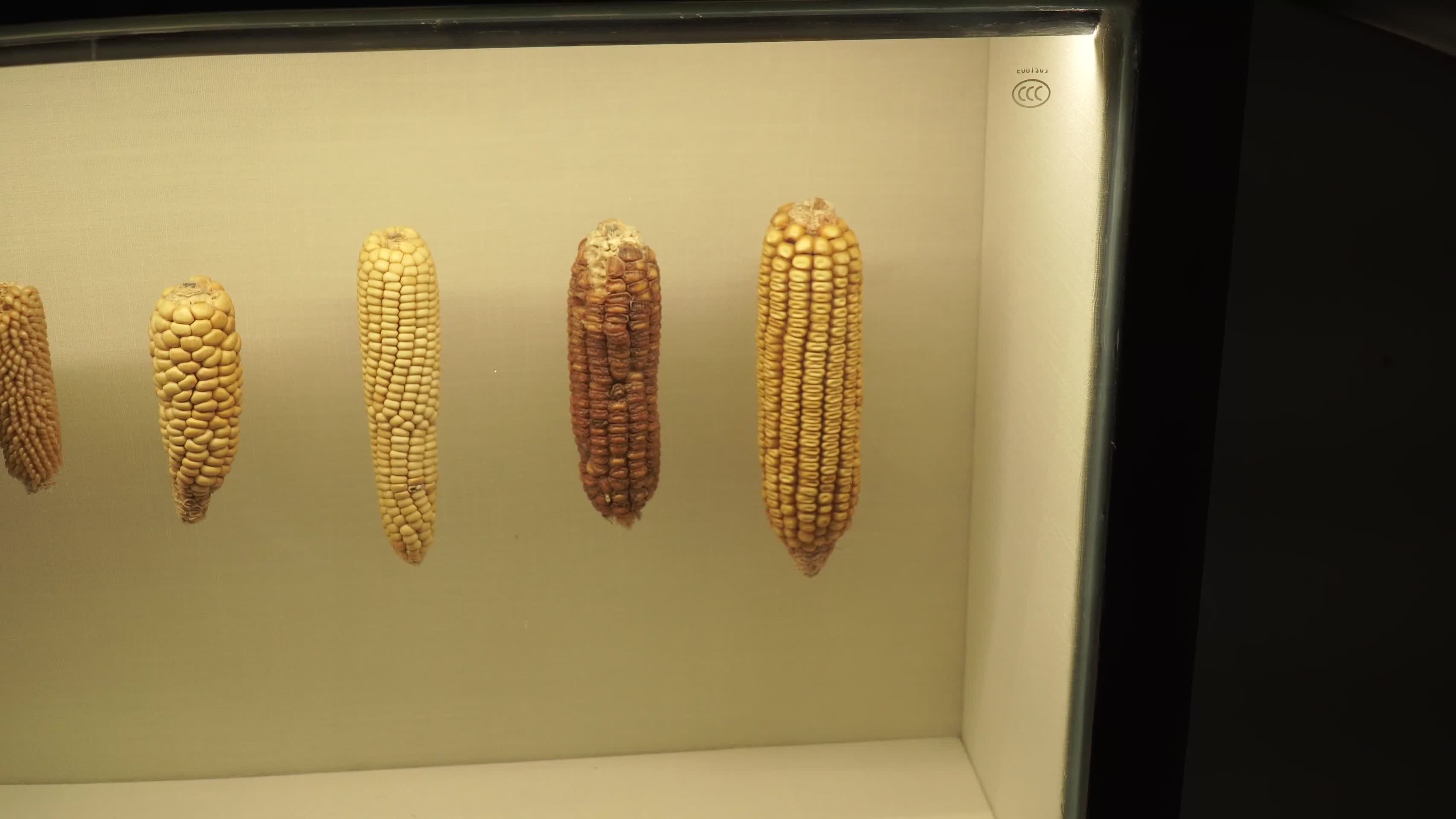 多种玉米玉蜀黍粗粮标本视频的预览图