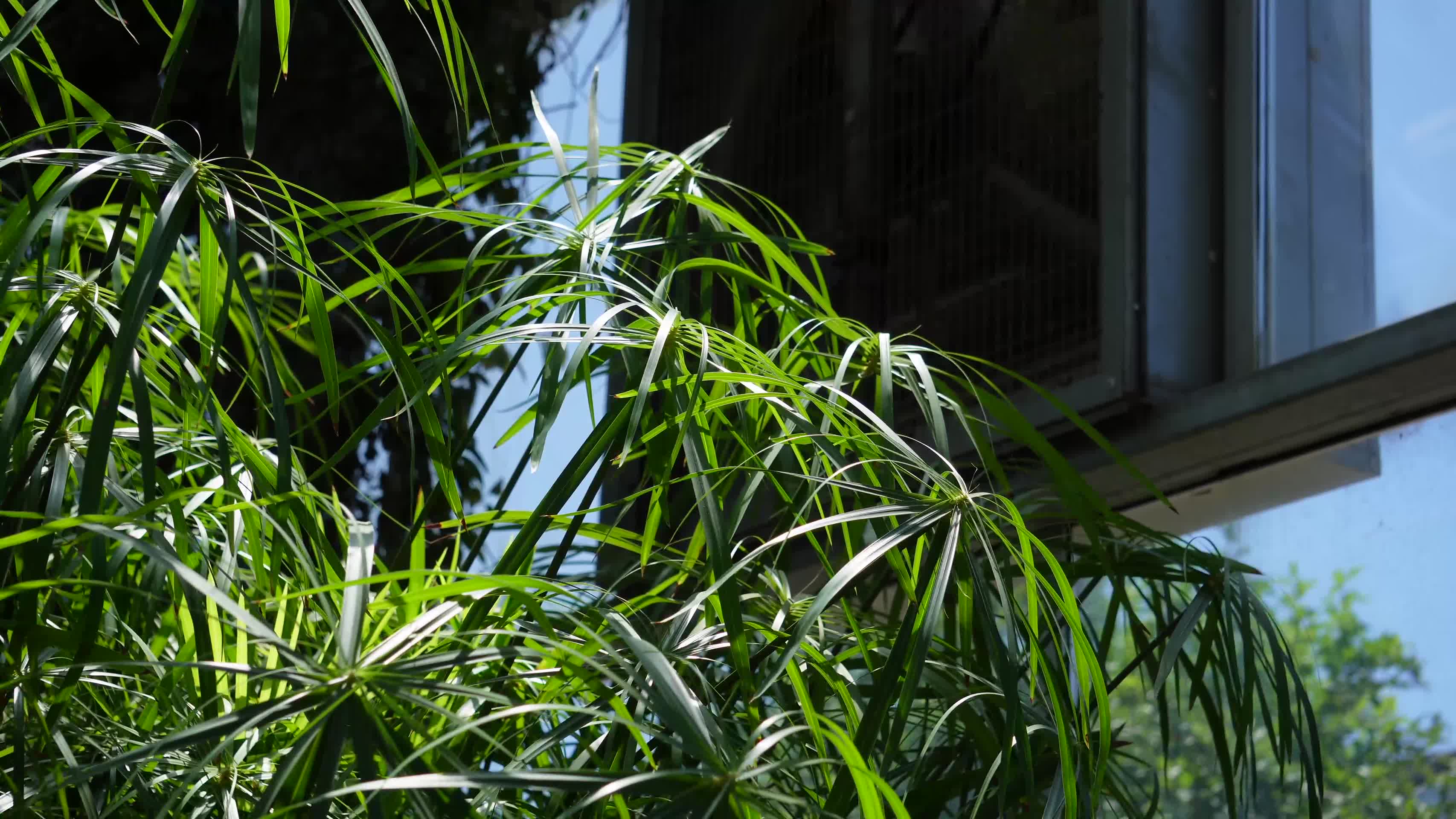 滴水观音水生植物植被视频的预览图