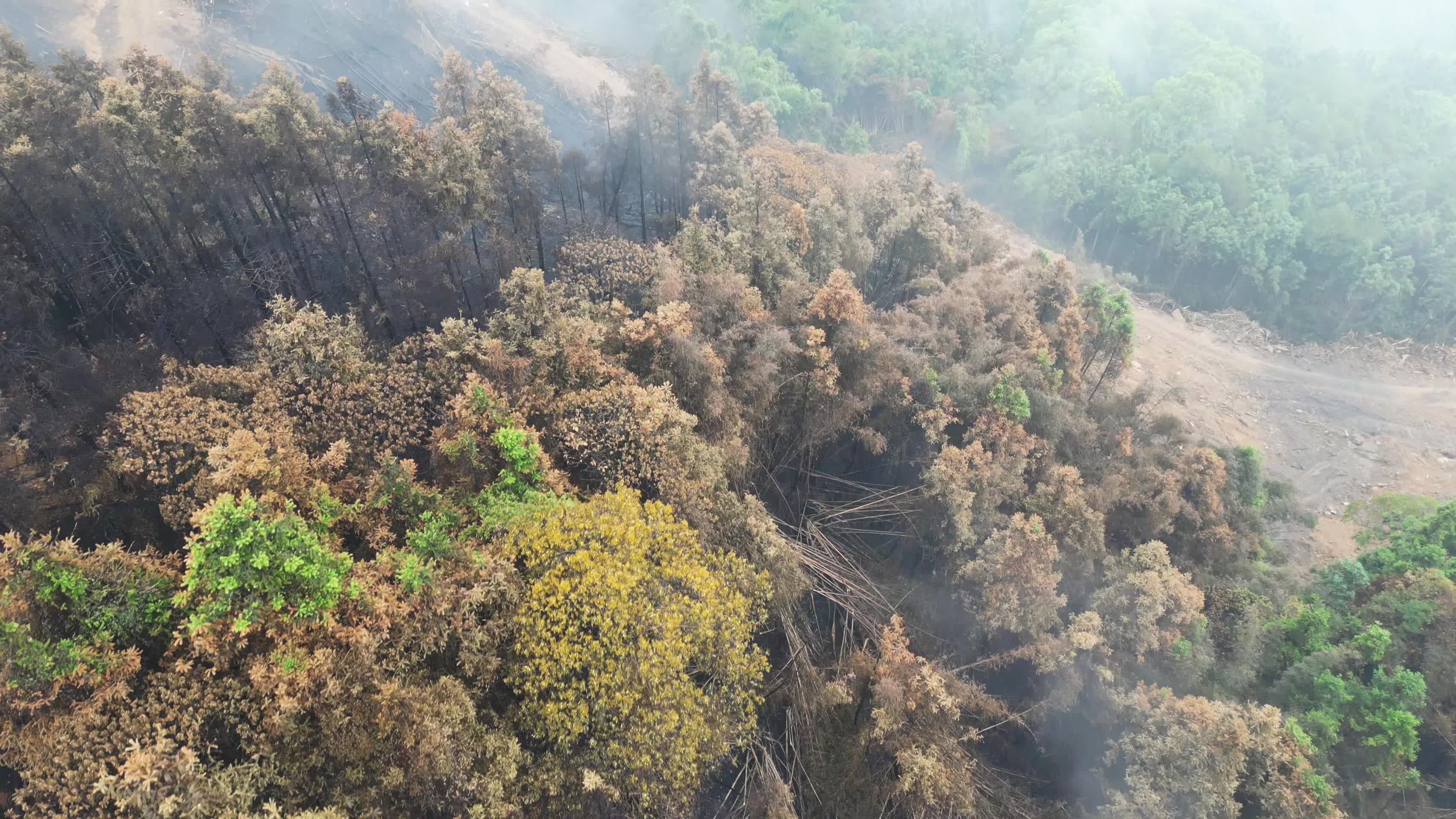 雨后云雾缭绕的森林隔离带2022年8月重庆北碚山火视频的预览图