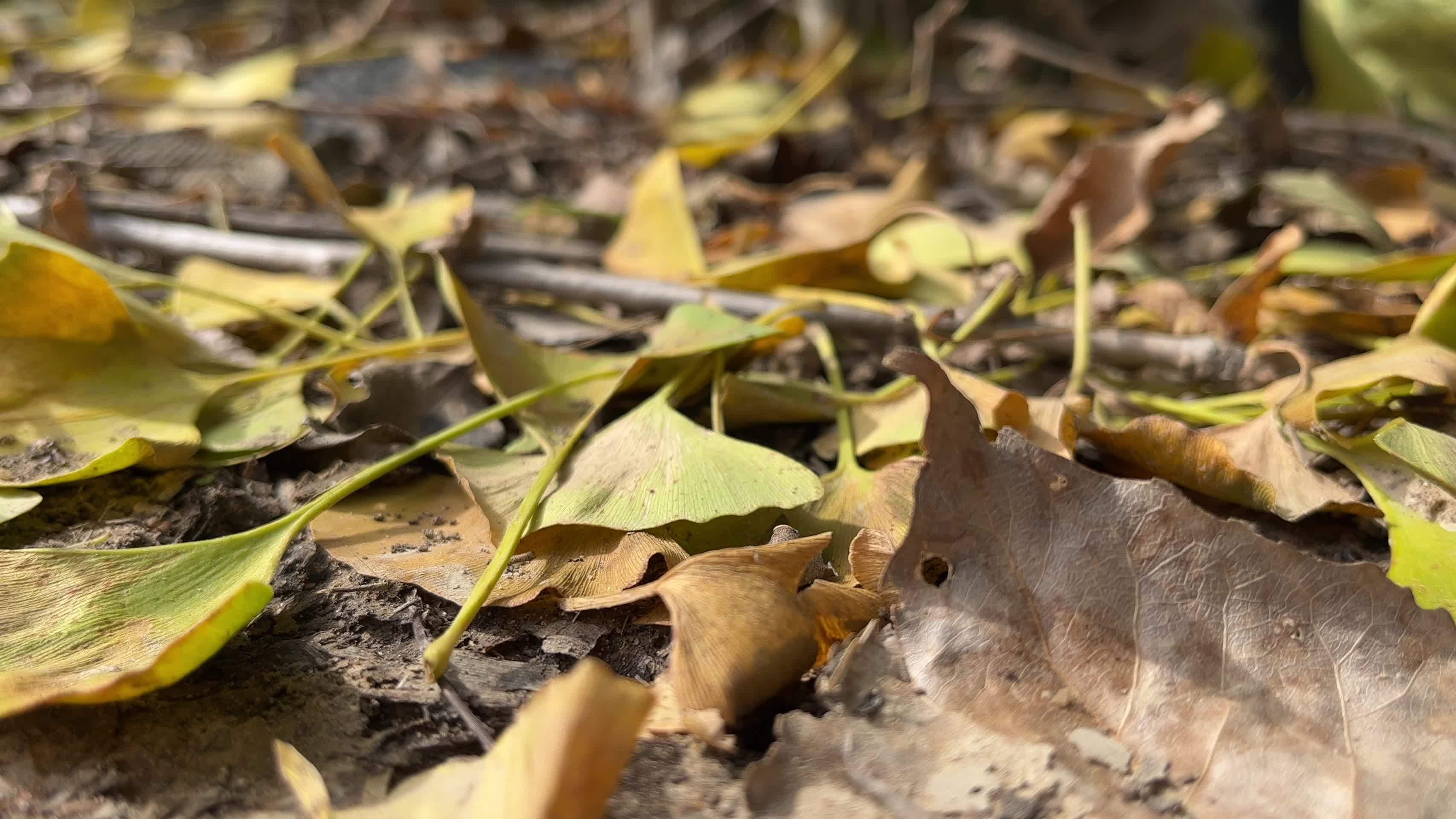 秋天唯美树木叶子视频的预览图