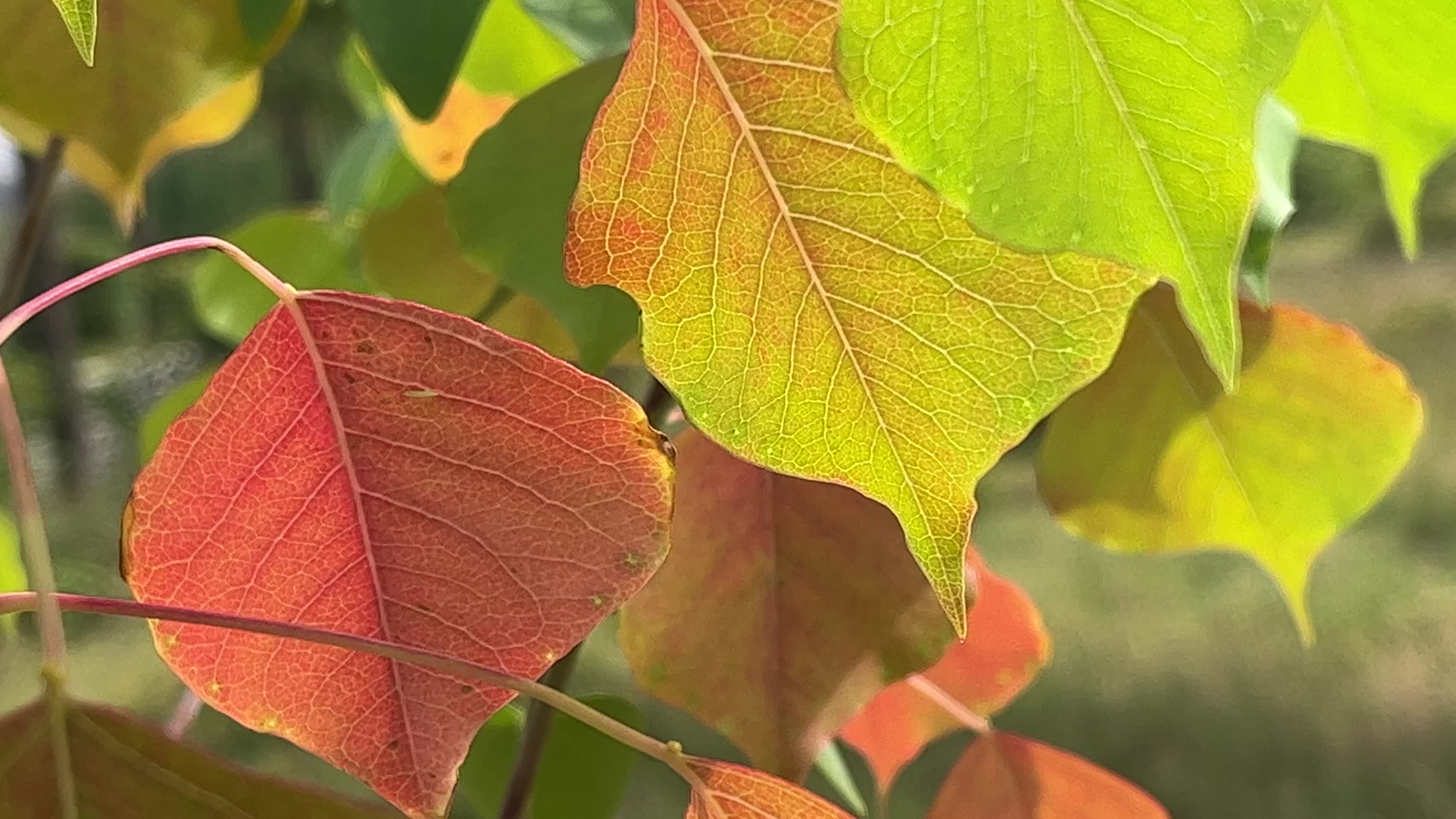 秋天唯美树木叶子视频的预览图