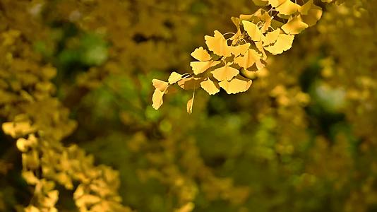 测试素材秋天落叶实拍风光视频的预览图