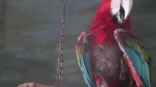 金刚鹦鹉富贵鸟视频的预览图