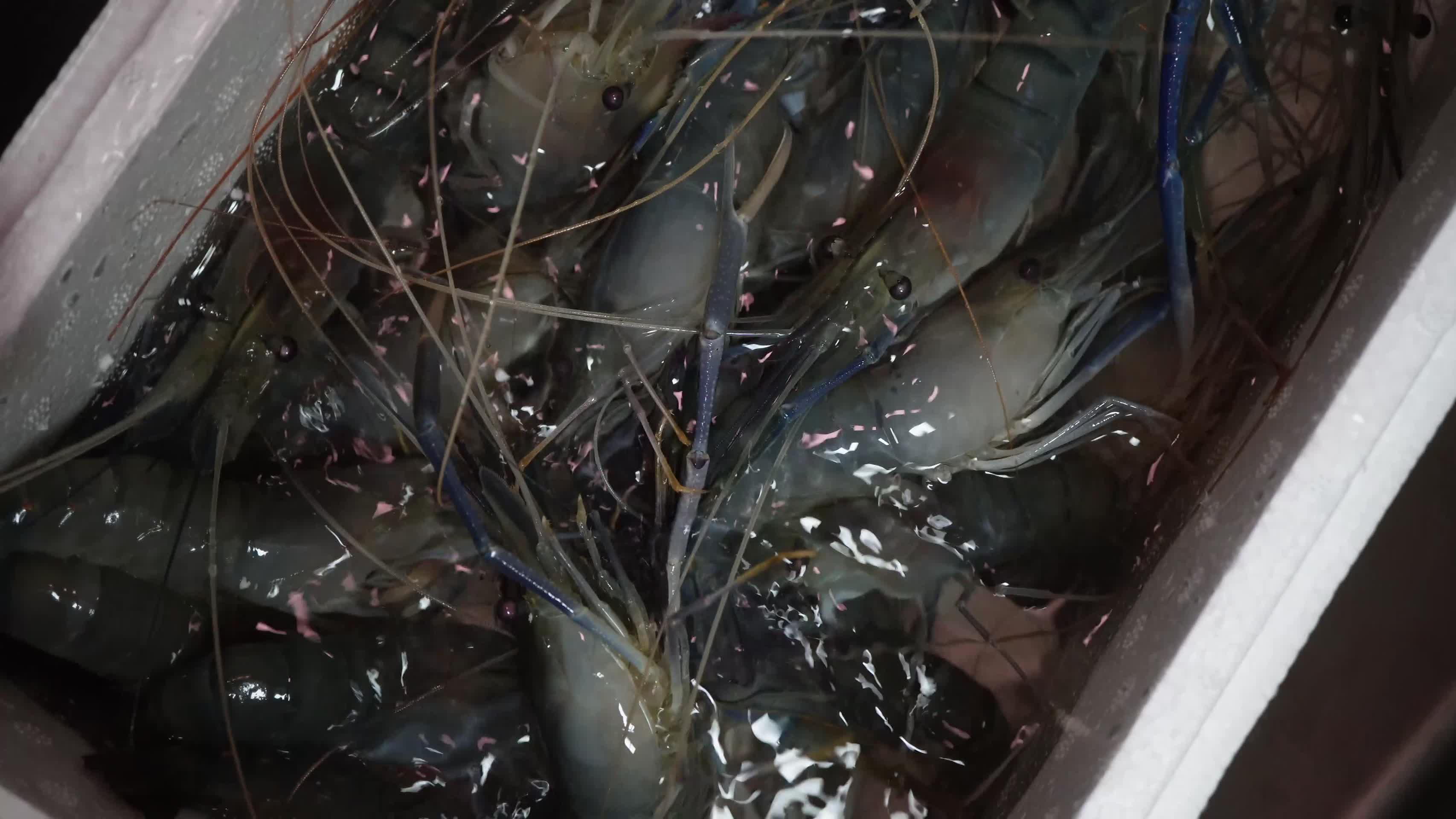 清洗美食大头虾罗氏虾海鲜视频的预览图