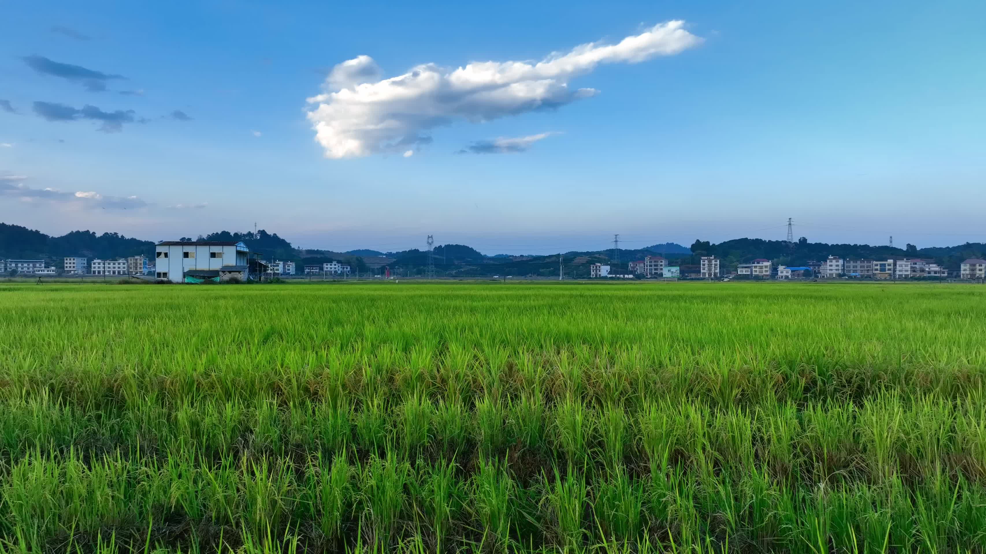 4K高清稻田稻穗丰收季航拍视频的预览图