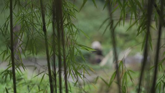 大熊猫吃竹子空镜组镜头视频的预览图