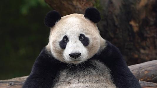 大熊猫吃竹子空镜组镜头3视频的预览图
