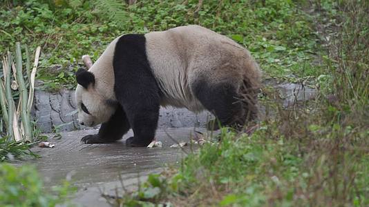 大熊猫吃竹子空镜组镜头2视频的预览图