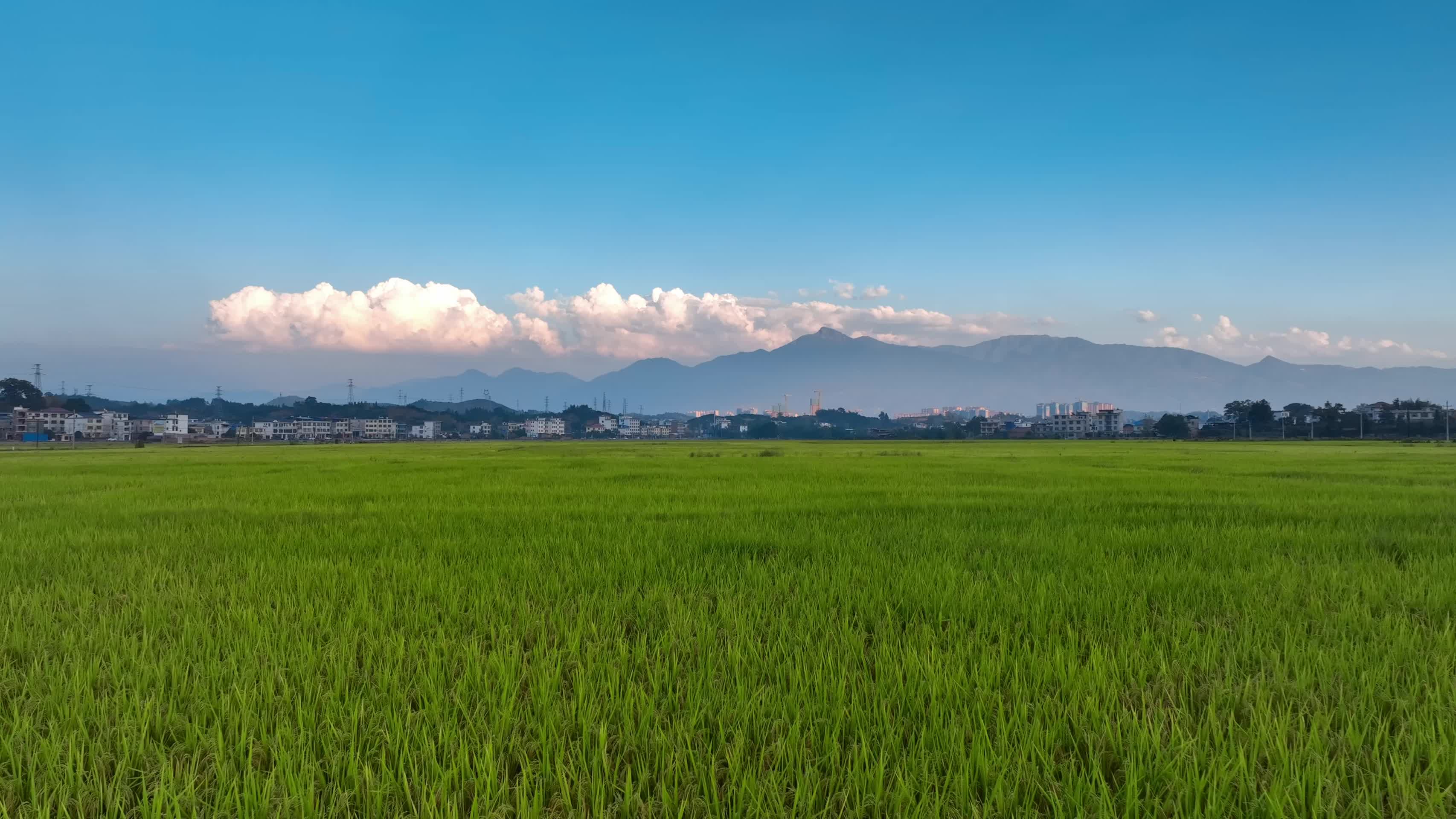 4K高清稻田稻穗丰收季航拍视频的预览图