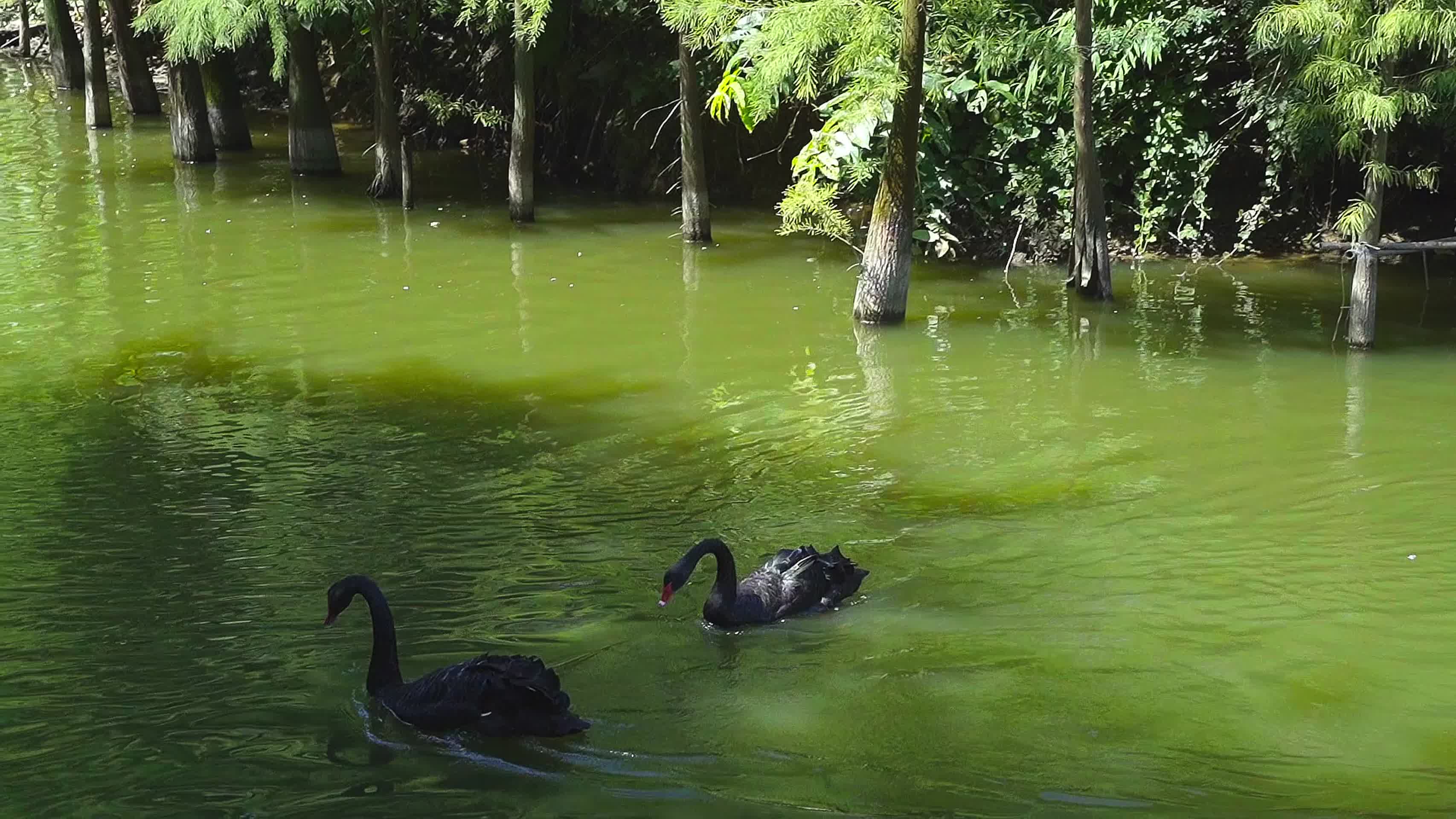 两只黑天鹅在水面上快乐的玩耍视频的预览图