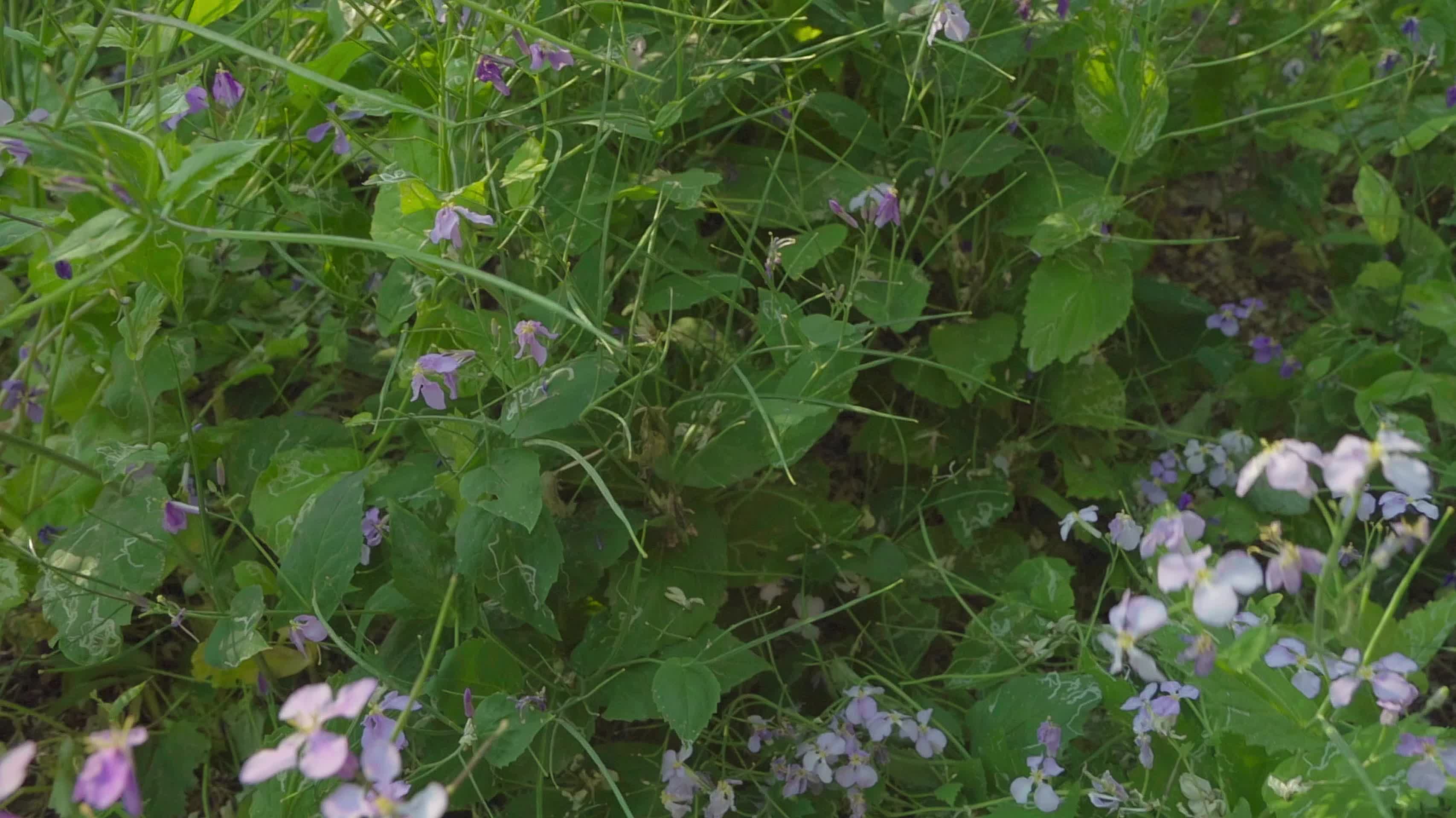 在长满紫色野花的花园里慢镜头运镜视频的预览图