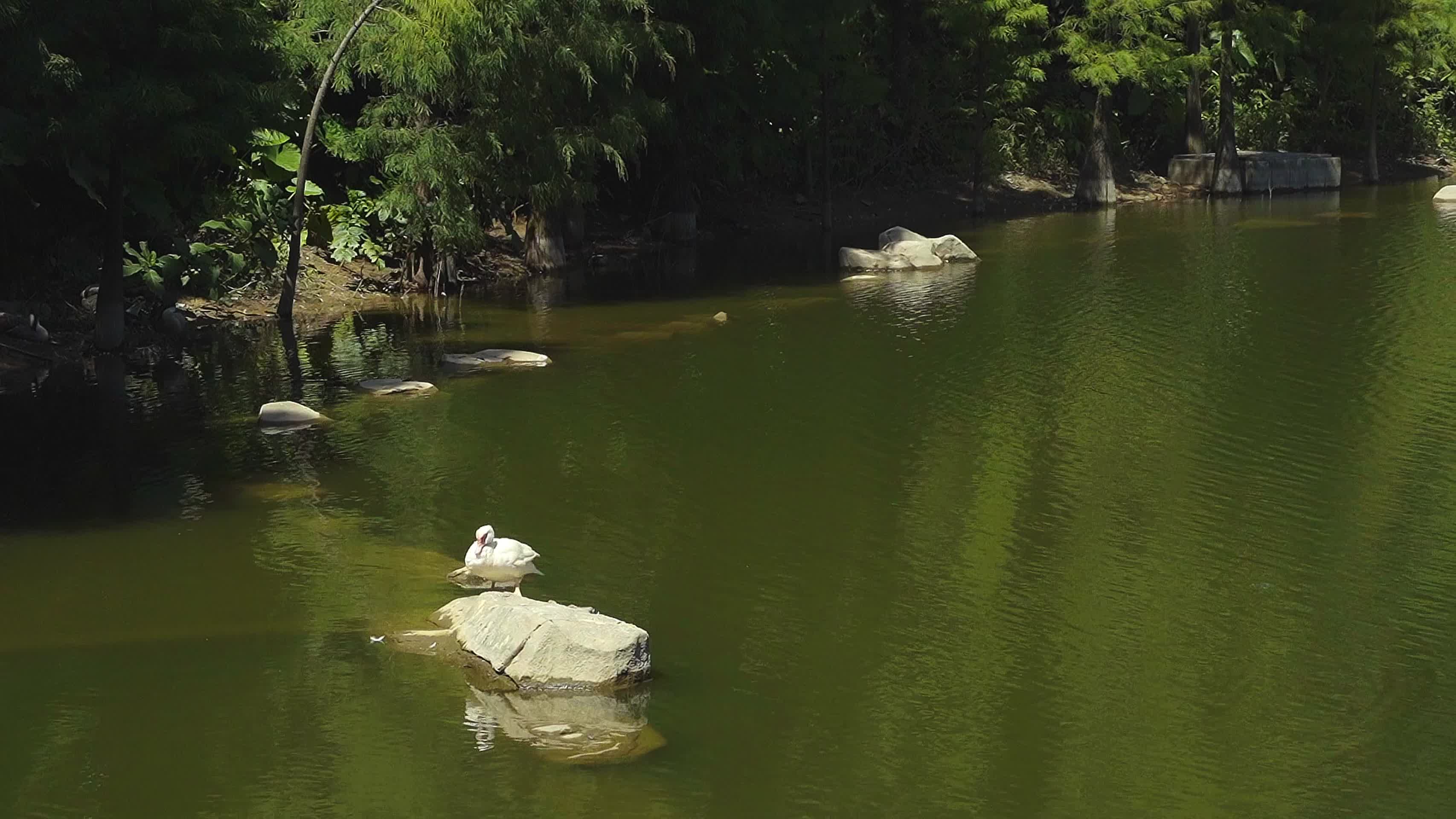 一只野鸭在湖面上整理羽毛视频的预览图