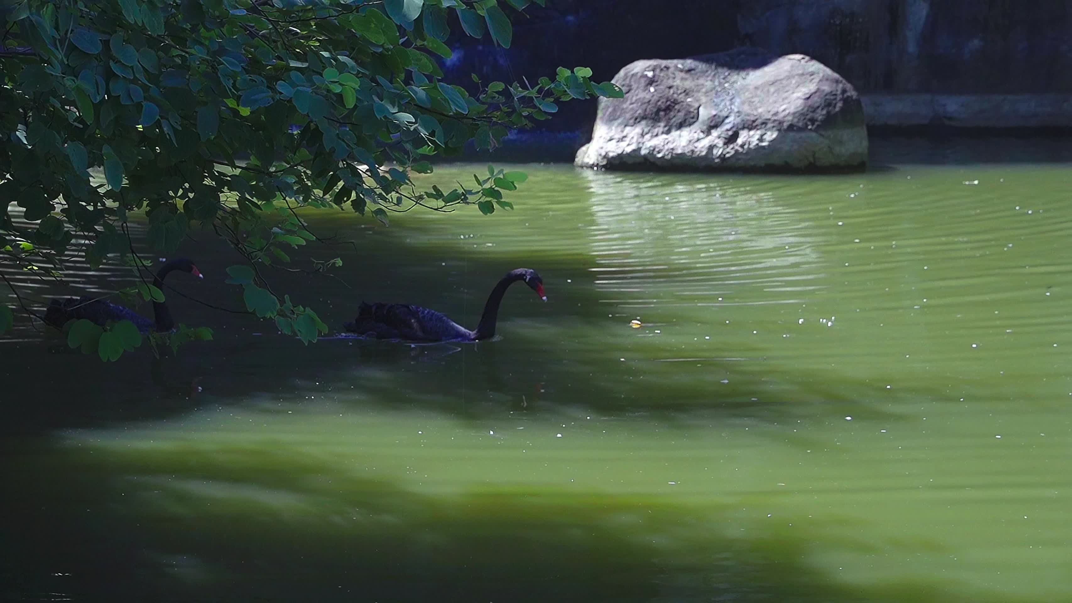 两只黑天鹅在水面上快乐的玩耍视频的预览图
