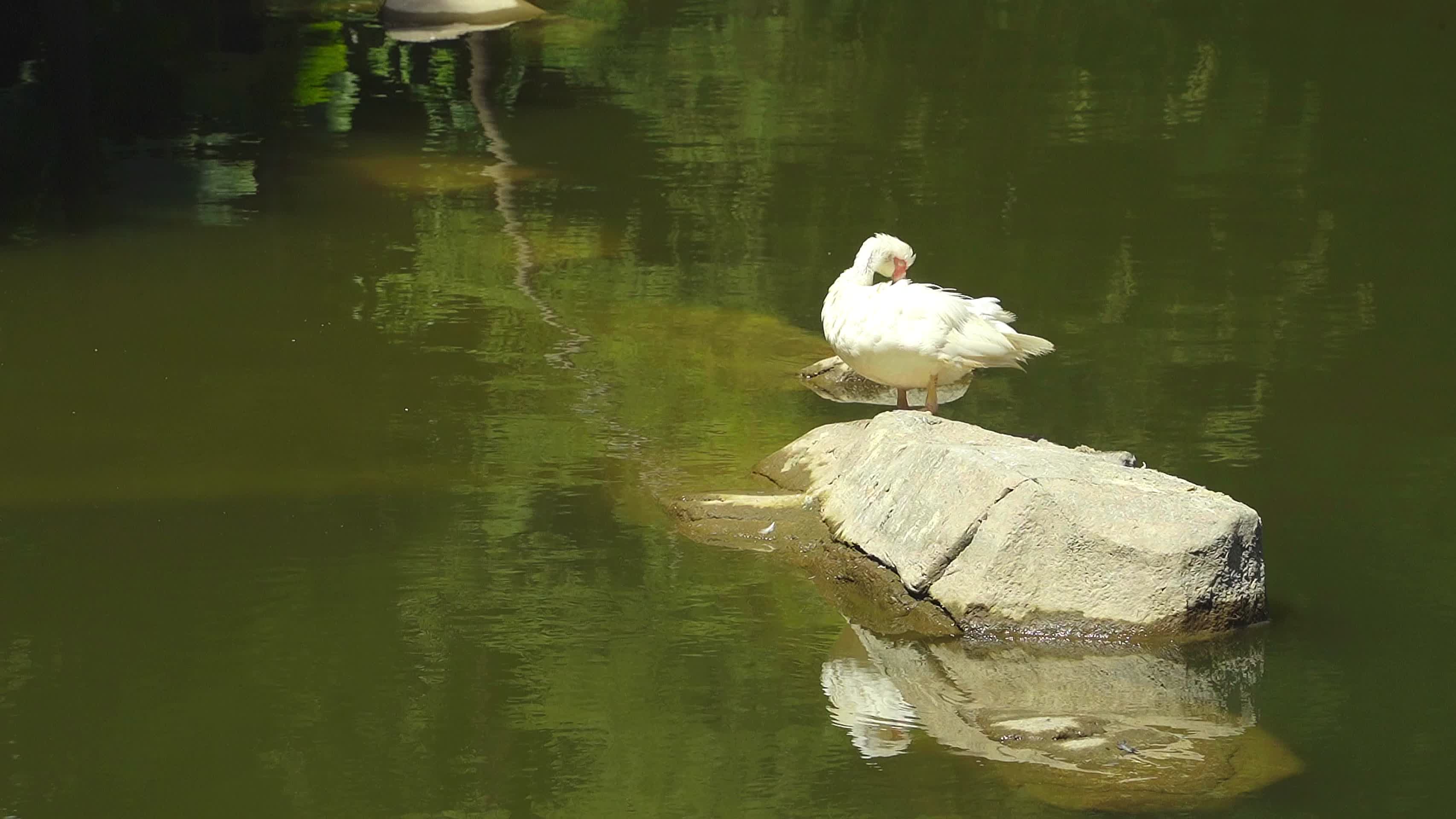 一只野鸭在湖面上整理羽毛视频的预览图