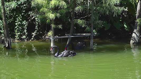 两只黑天鹅在水上自由的玩耍视频的预览图