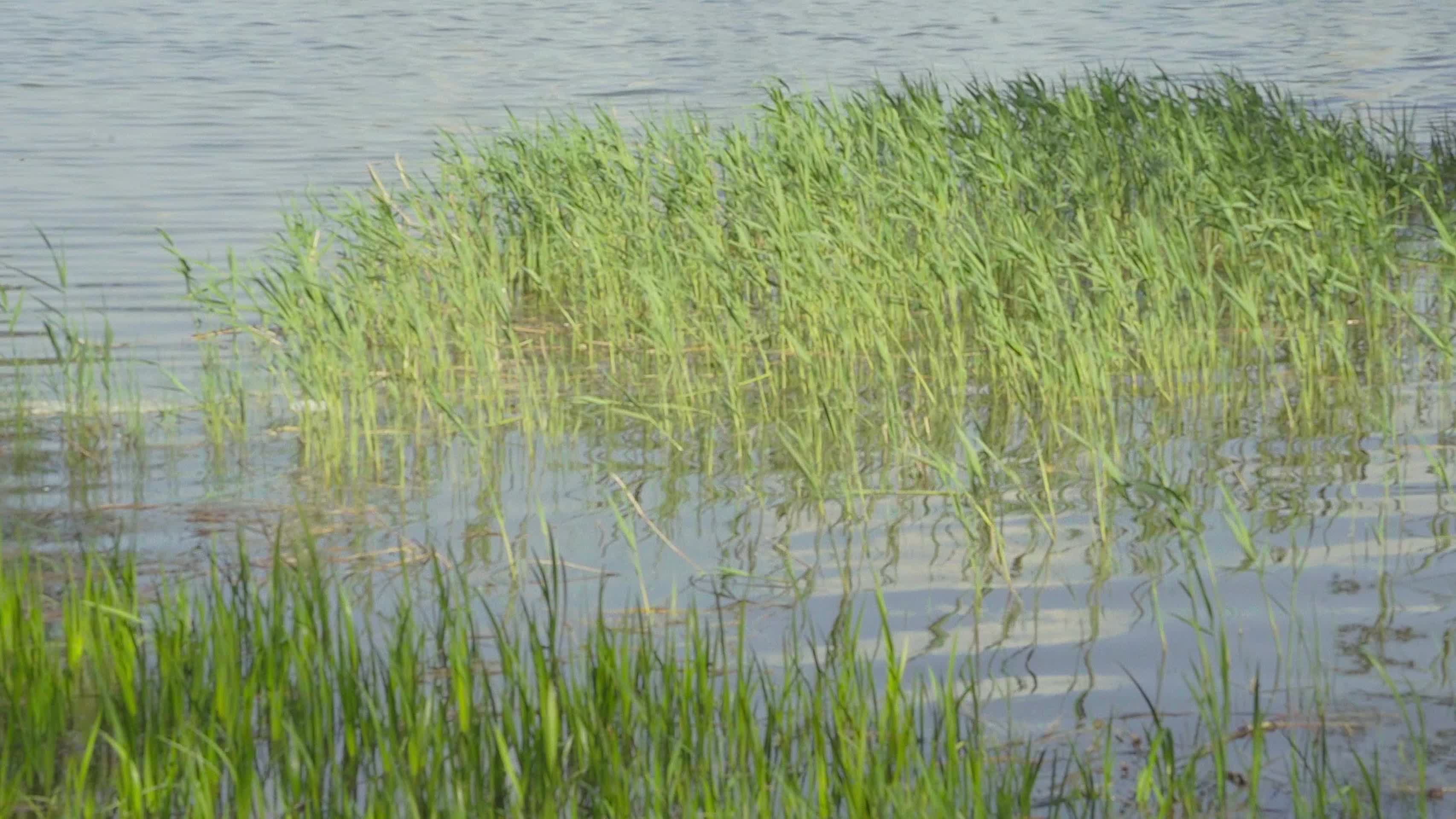 河边的芦苇视频的预览图