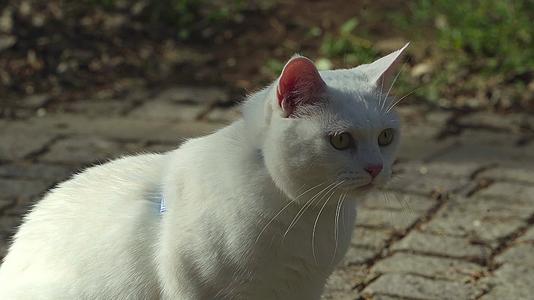 一只可以溜的白色小猫视频的预览图