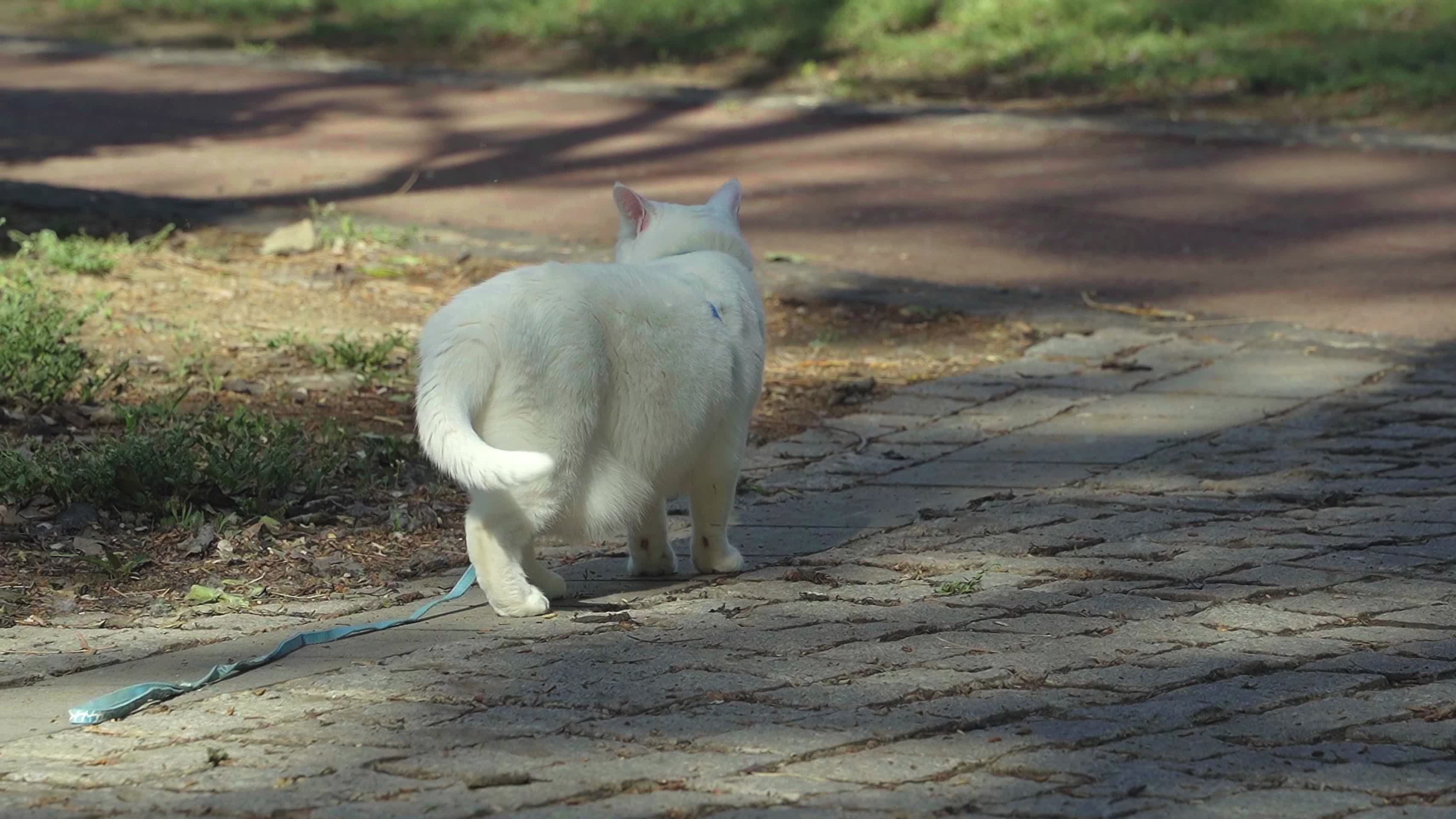 一只可以溜的白色小猫视频的预览图