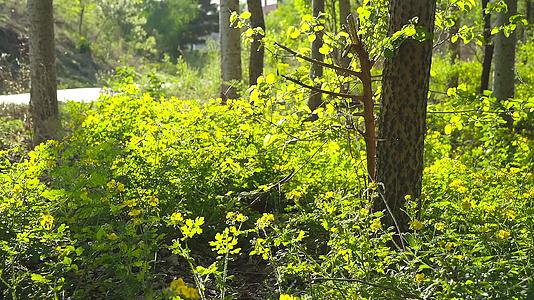 路边小树林里的黄色野花视频的预览图