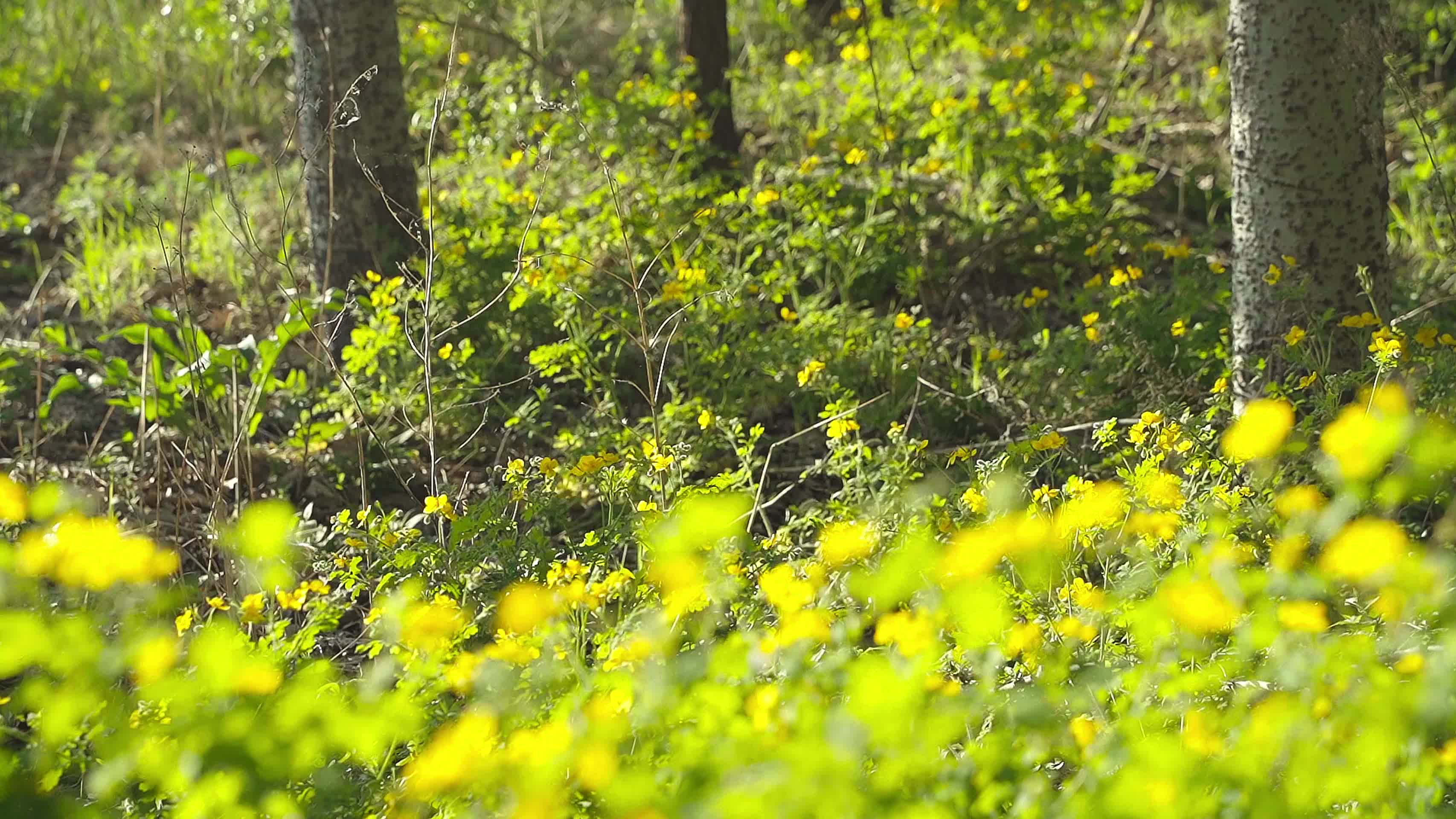 路边小树林里的黄色野花视频的预览图