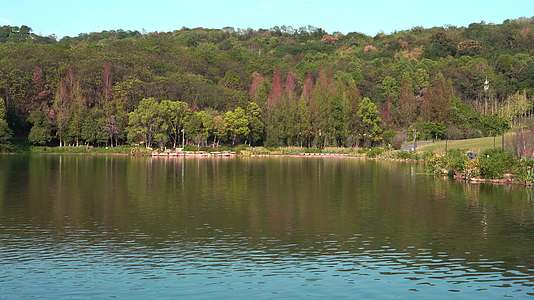 夏日公园湖畔荷塘清新背景视频视频的预览图
