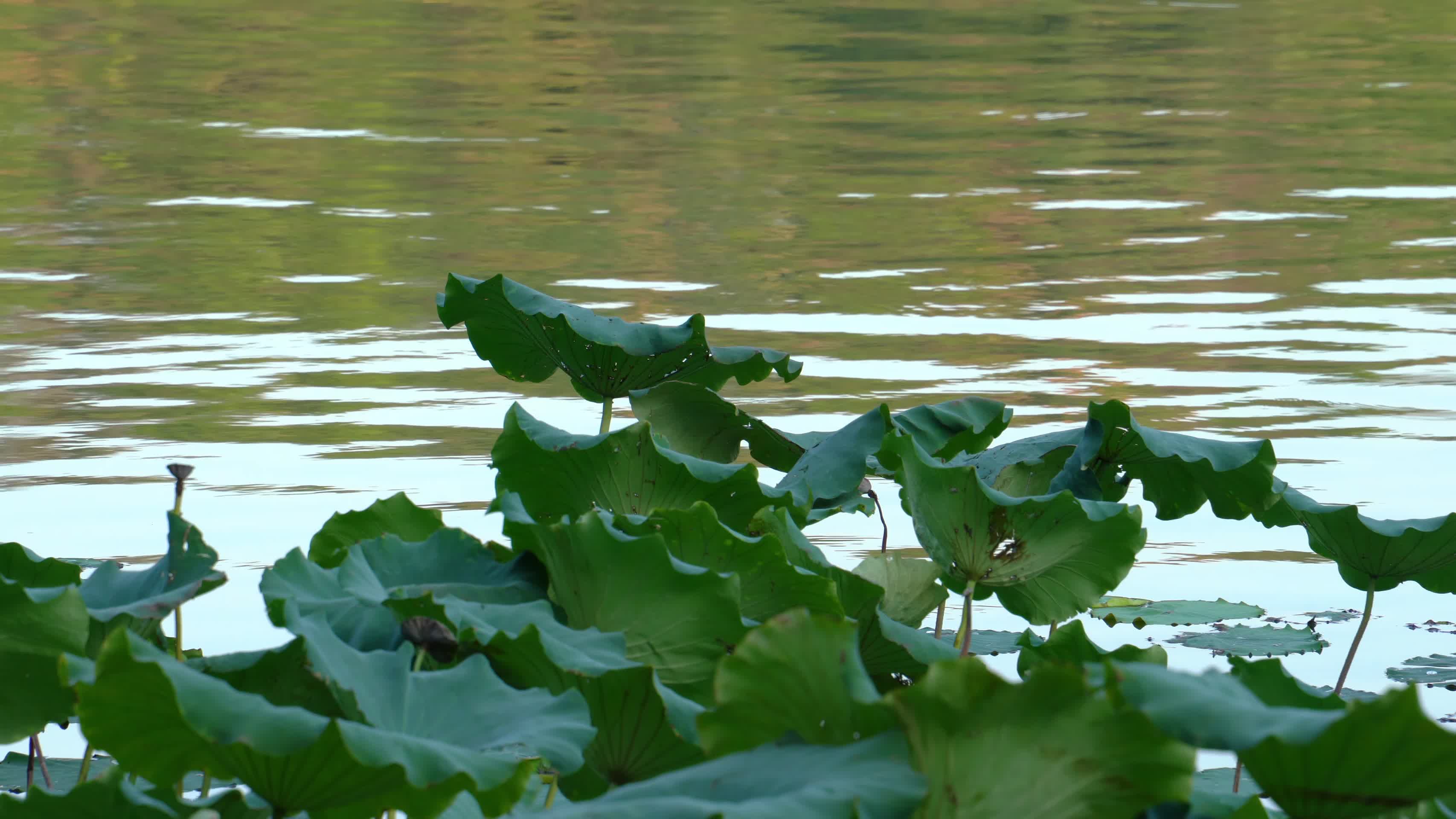 夏日公园湖畔清凉背景视频视频的预览图