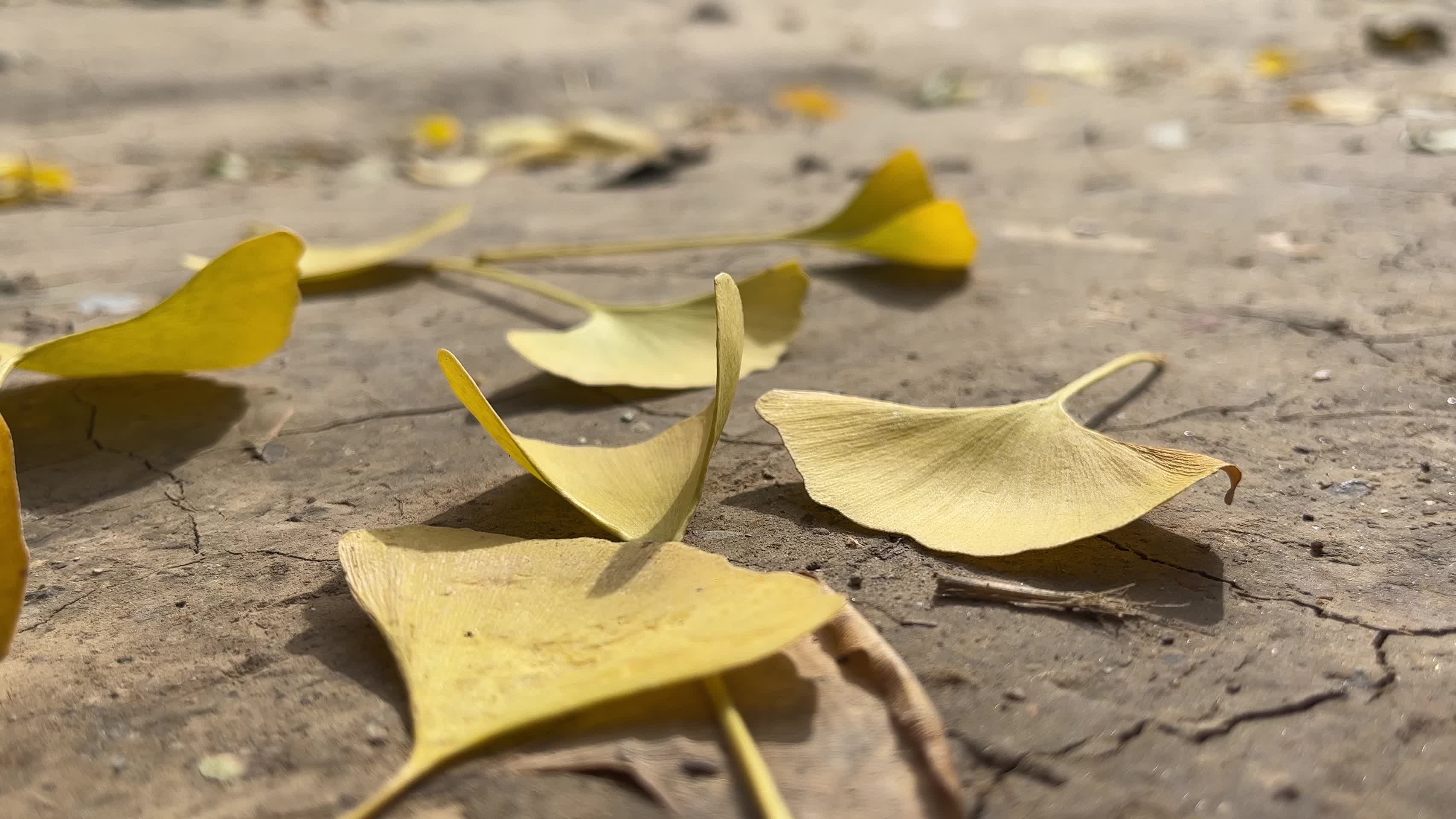 秋天落叶银杏叶子视频的预览图