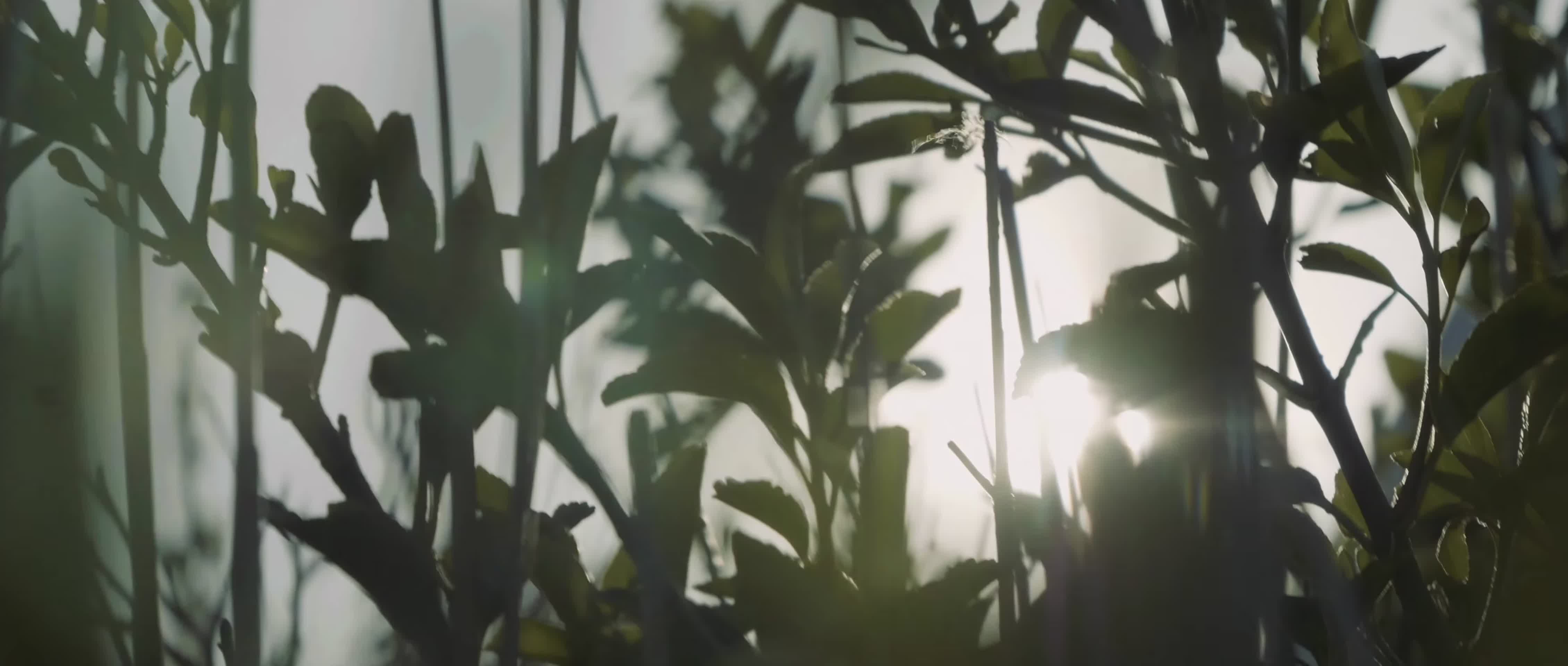 唯美植物树叶逆光空镜视频的预览图