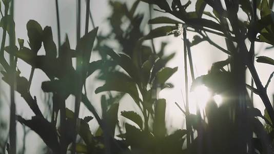 唯美植物树叶逆光空镜视频的预览图