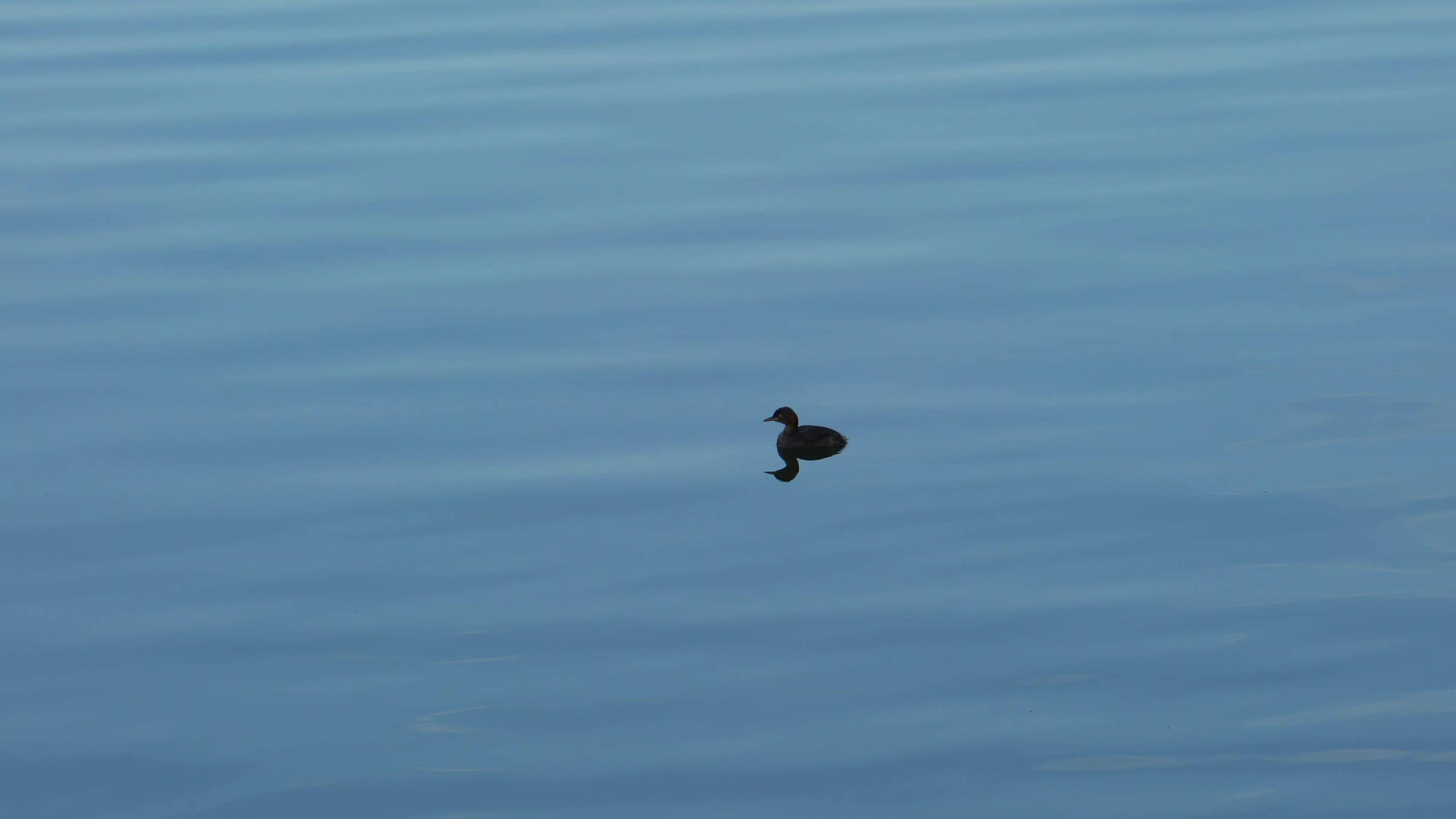 湖水中游泳的小鸭子视频的预览图