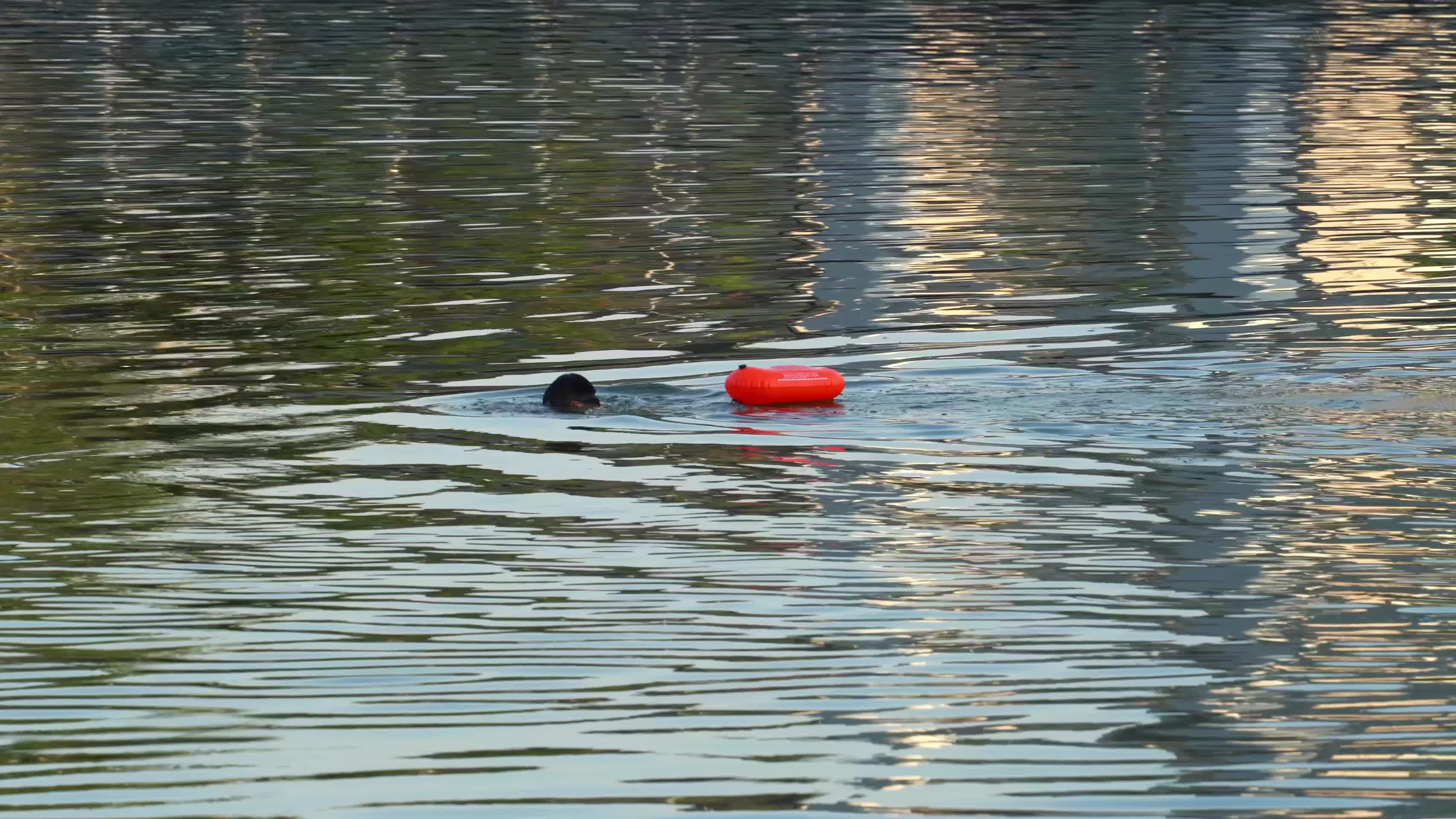 夕阳下湖中游泳的人视频视频的预览图