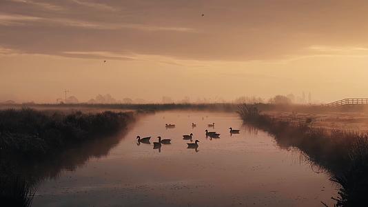 清晨日出湖面薄雾水鸟唯美风光视频的预览图
