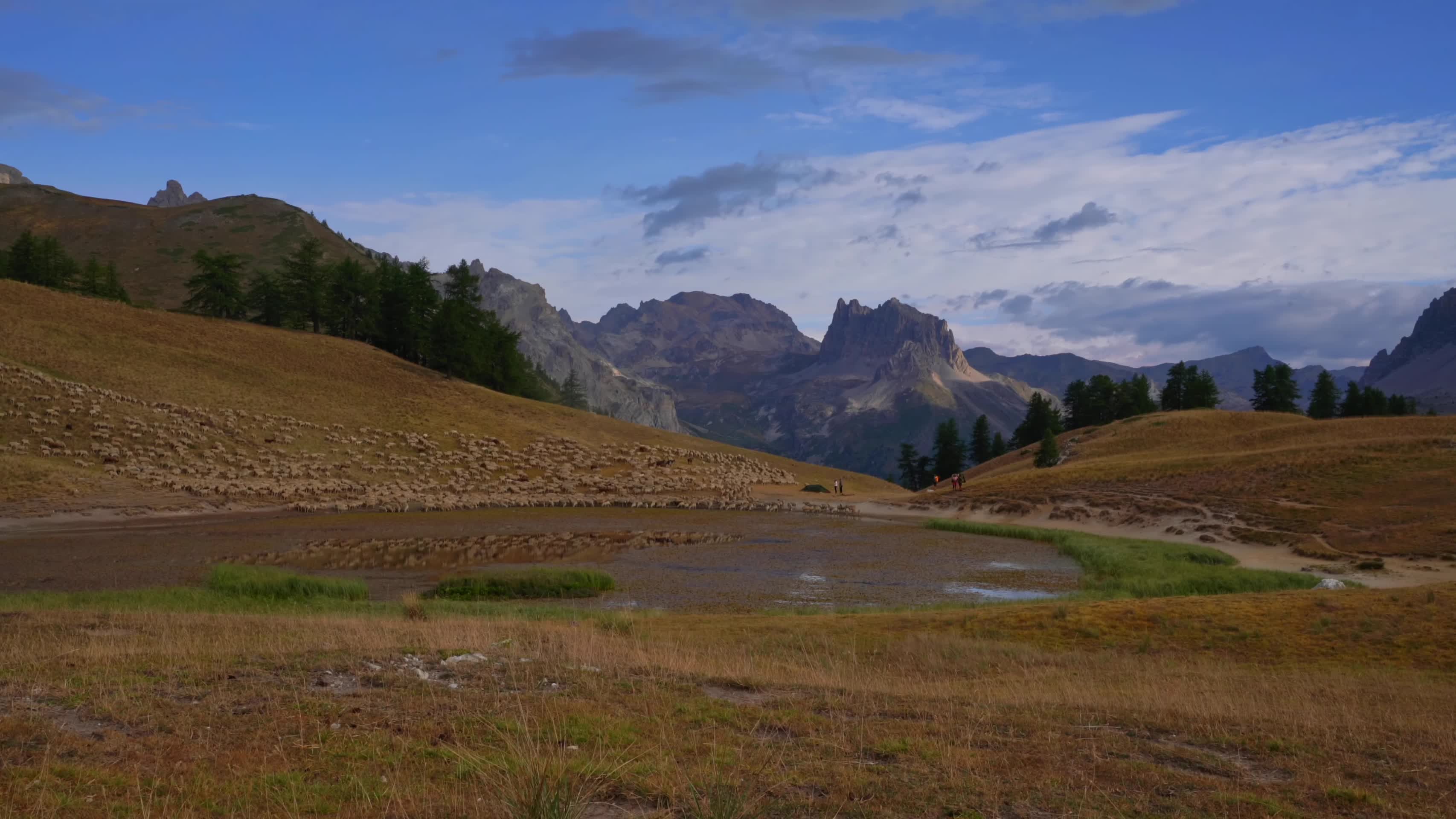 秋季草原羊群放牧唯美风景视频的预览图