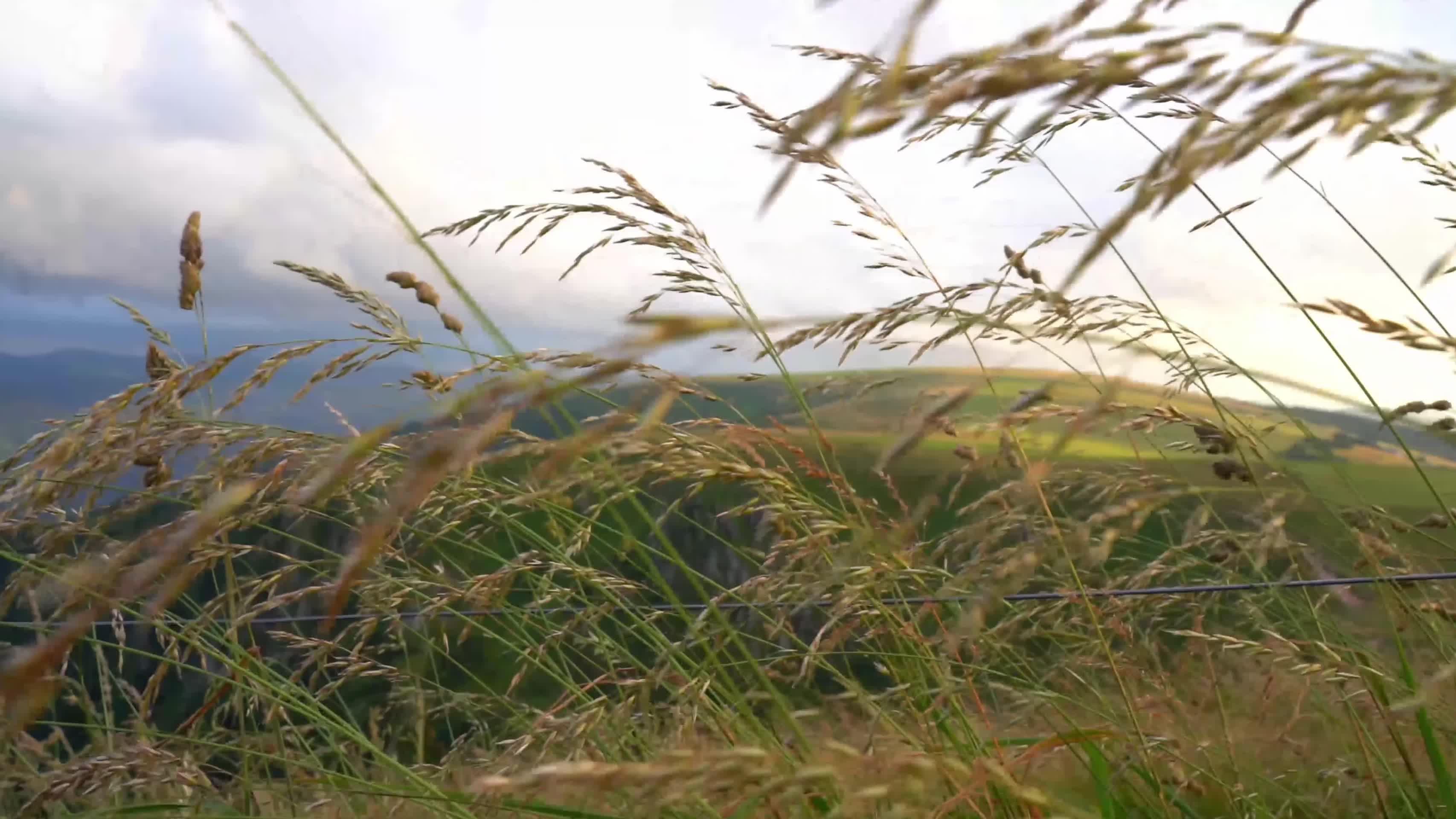 海边悬崖野生水稻植物稻穗视频的预览图