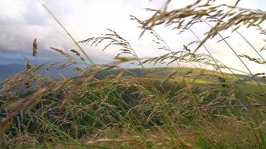 海边悬崖野生水稻植物稻穗视频的预览图