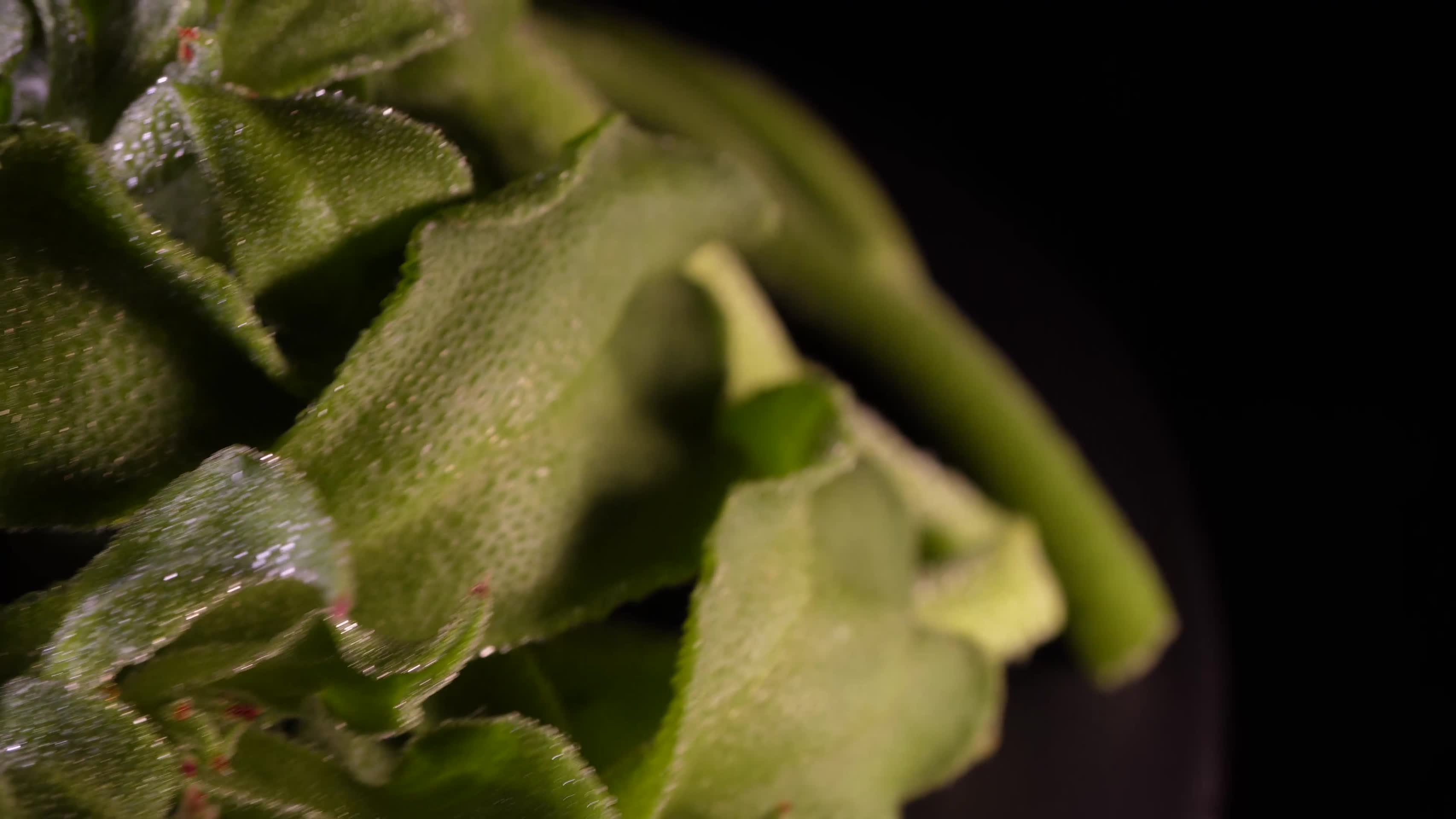 冰草蔬菜食材健康视频的预览图