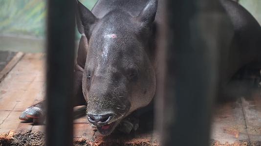 动物园里的貘貘食梦兽视频的预览图