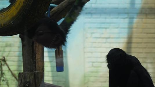 动物园里的蜘蛛猴长臂猿金丝猴视频的预览图