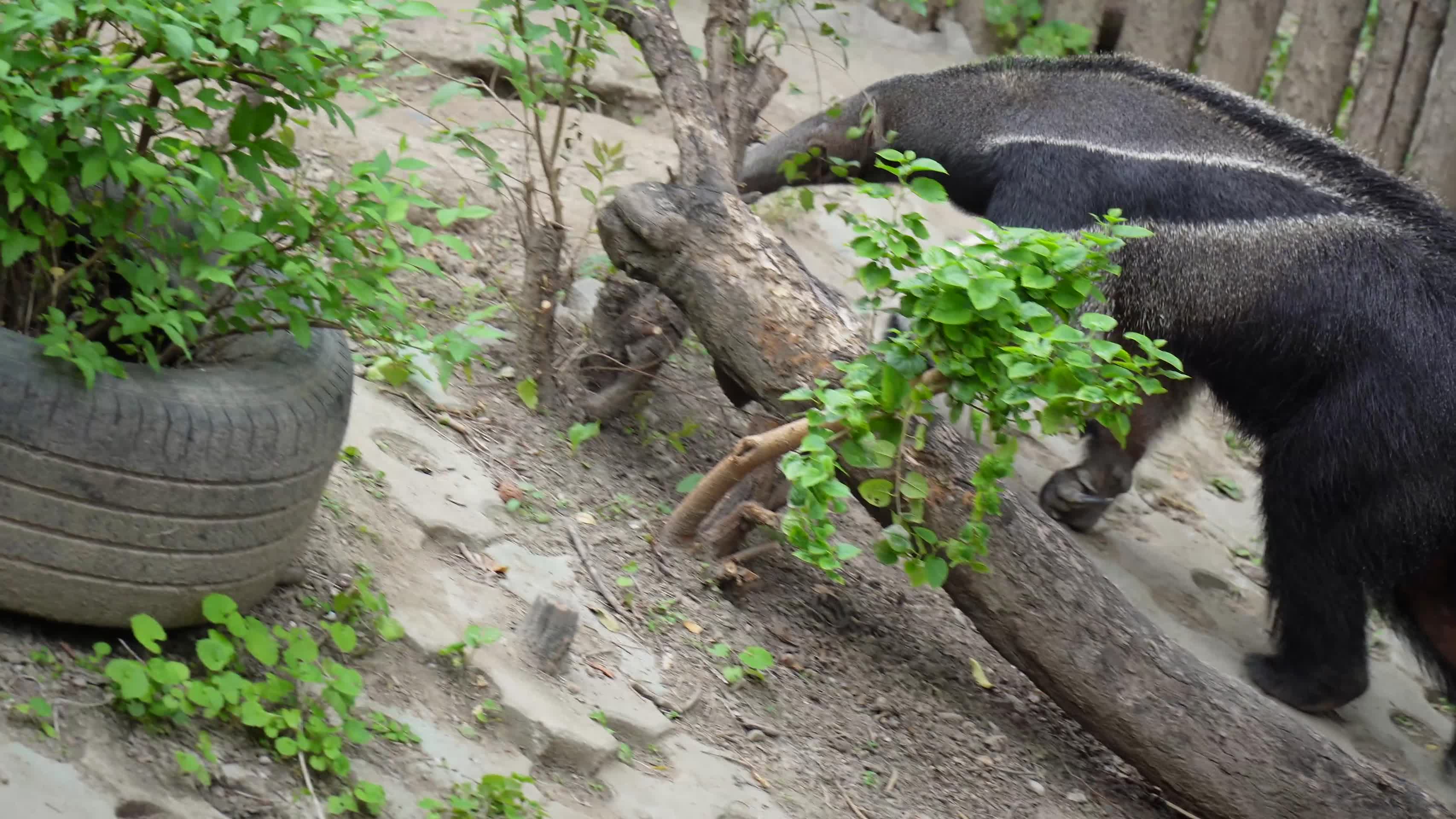 动物园里的食蚁兽视频的预览图